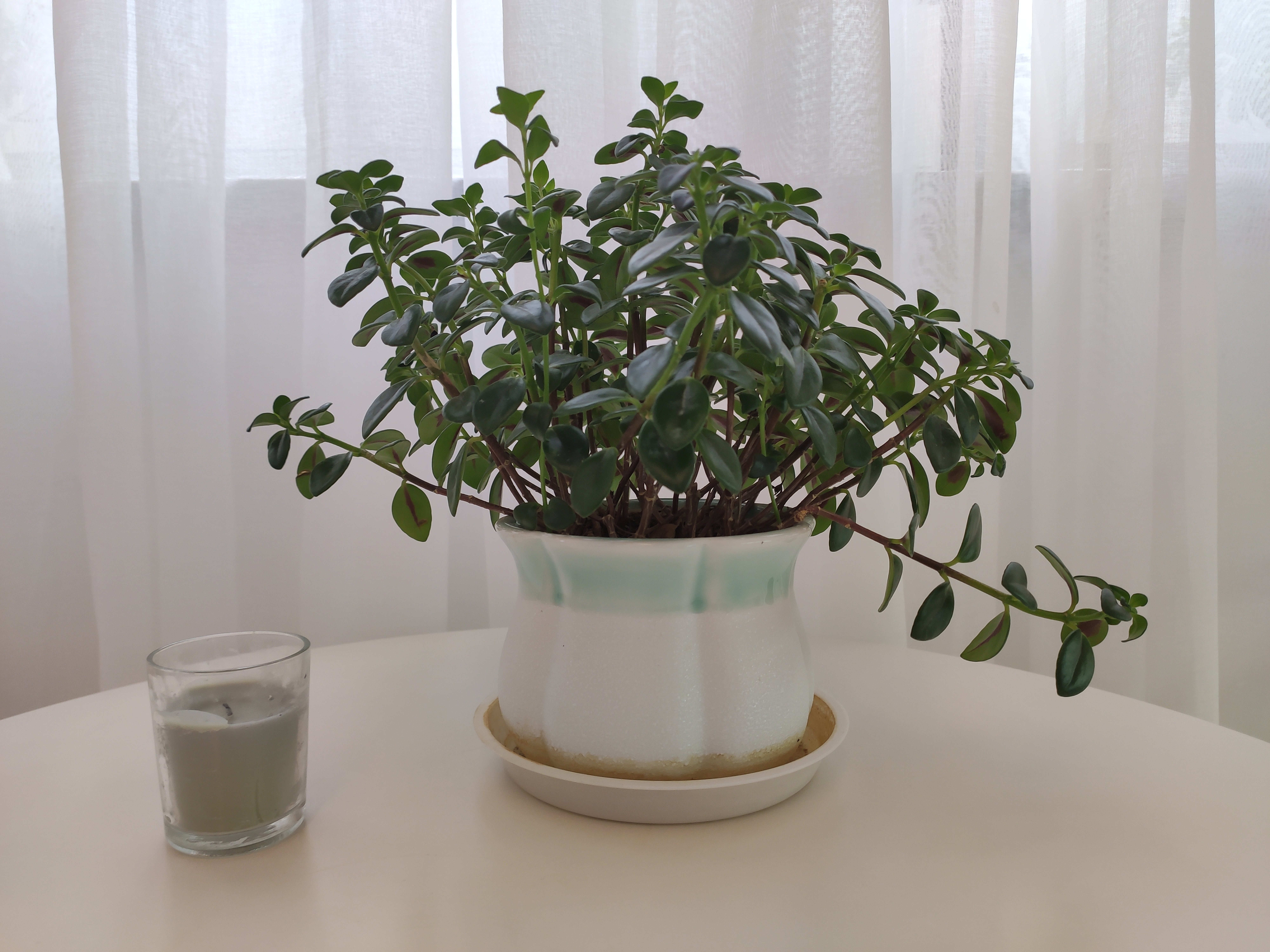 清新绿植盆栽，装点温馨室内环境的好物