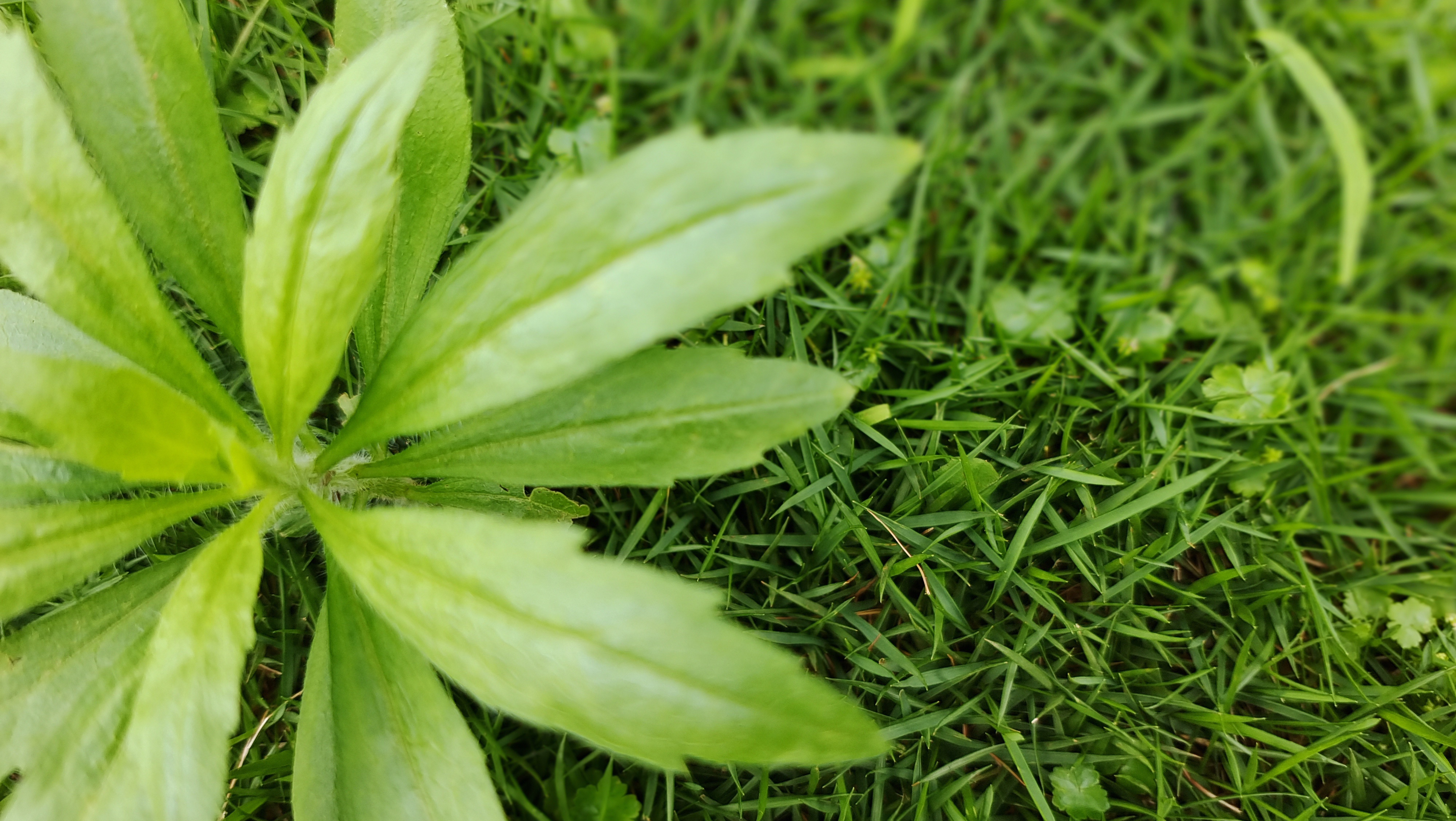 嫩绿小草生机勃勃 清新绿植背景素材