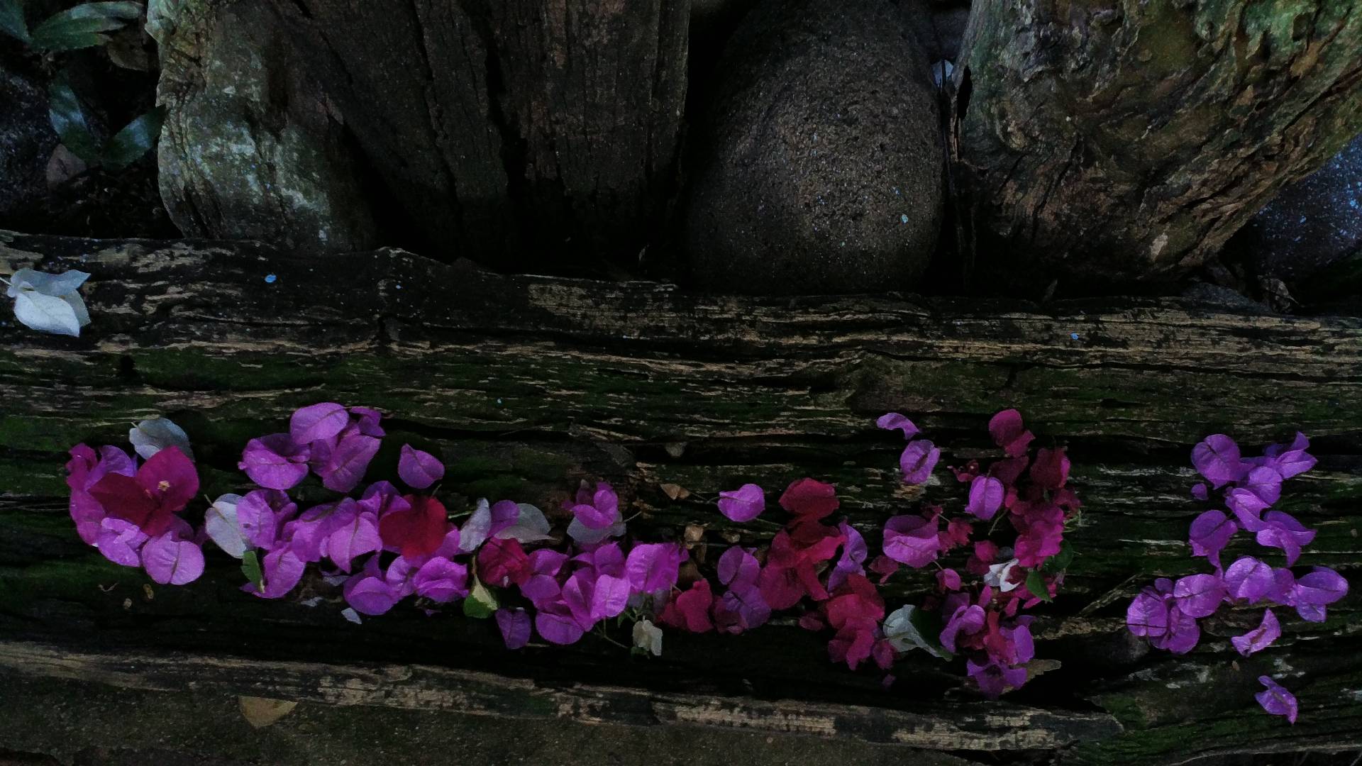 散落的紫色花瓣 装点自然的浪漫之景