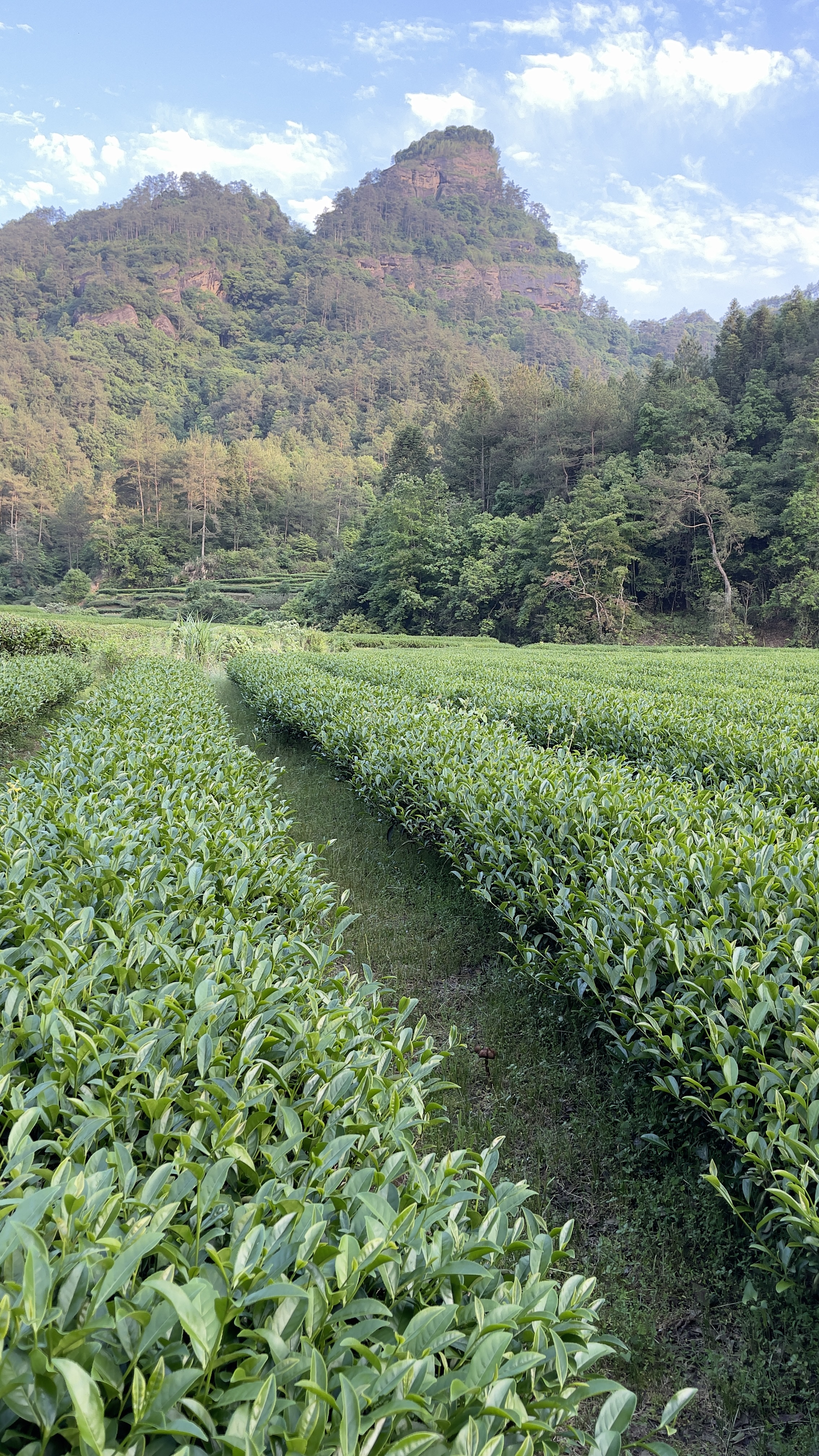 绿色茶园美景 大自然清新风格壁纸来袭