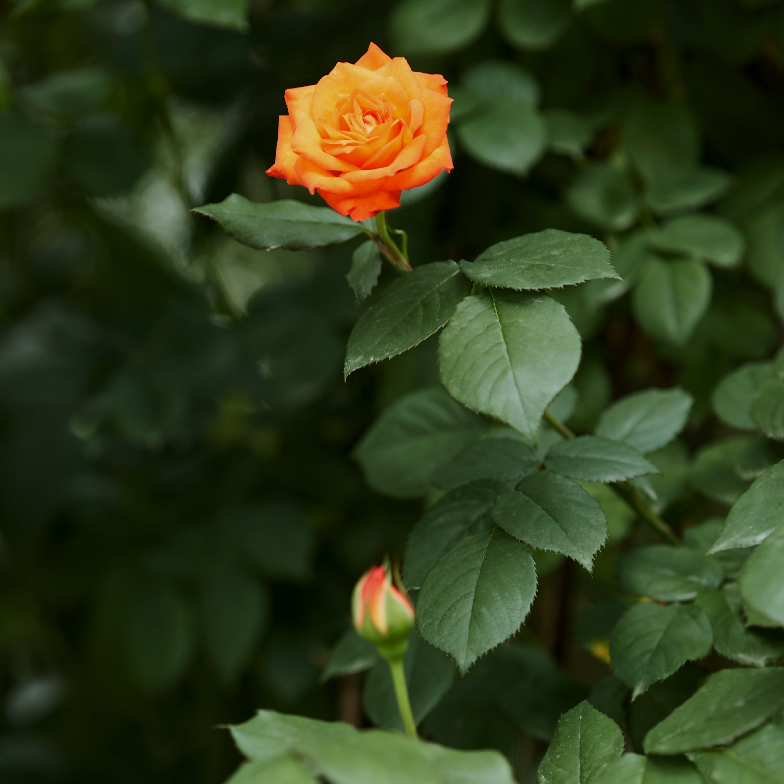 娇艳橙色玫瑰盛开 赏绿植鲜花之美