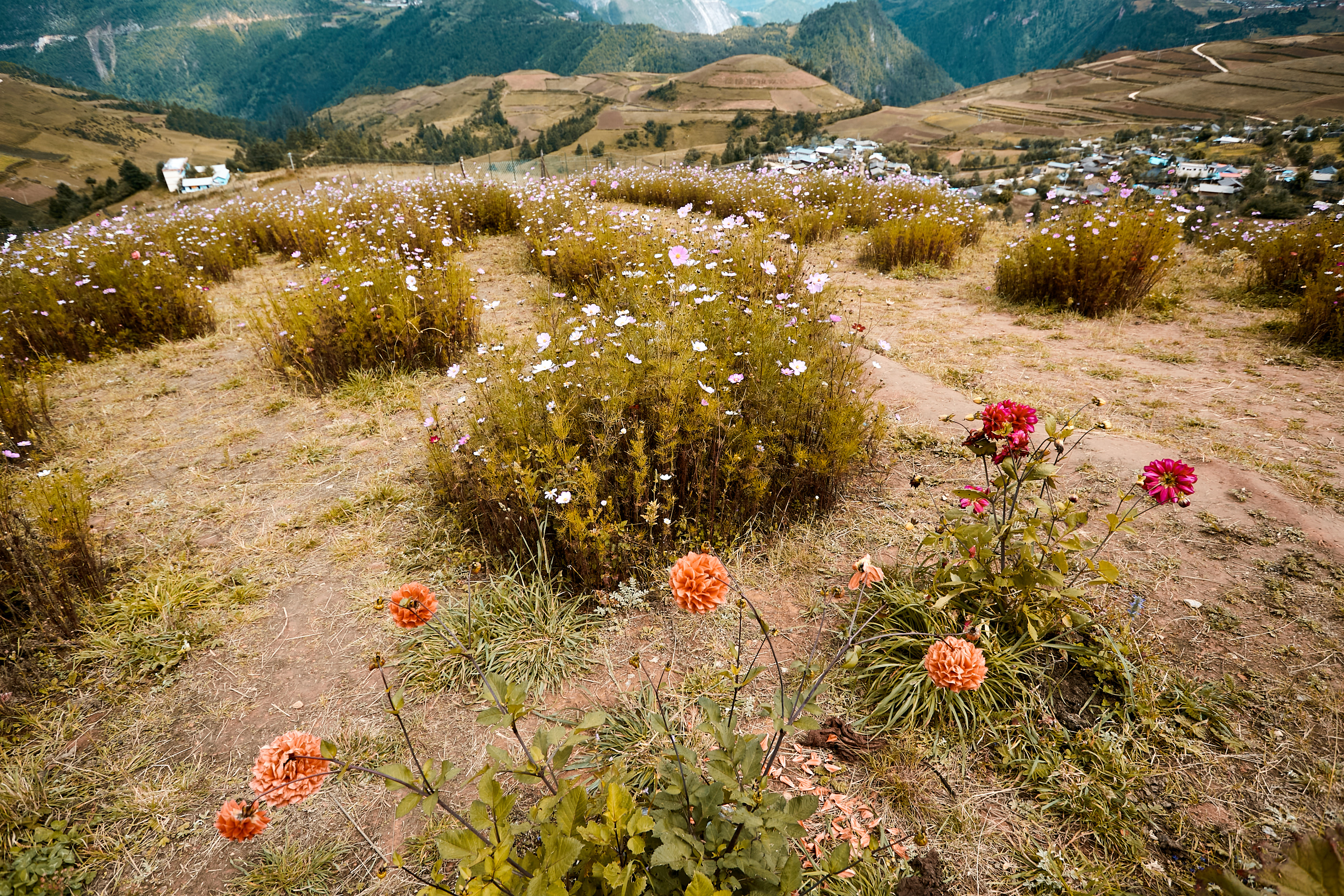 赏多彩鲜花，观山间美景的户外风景壁纸