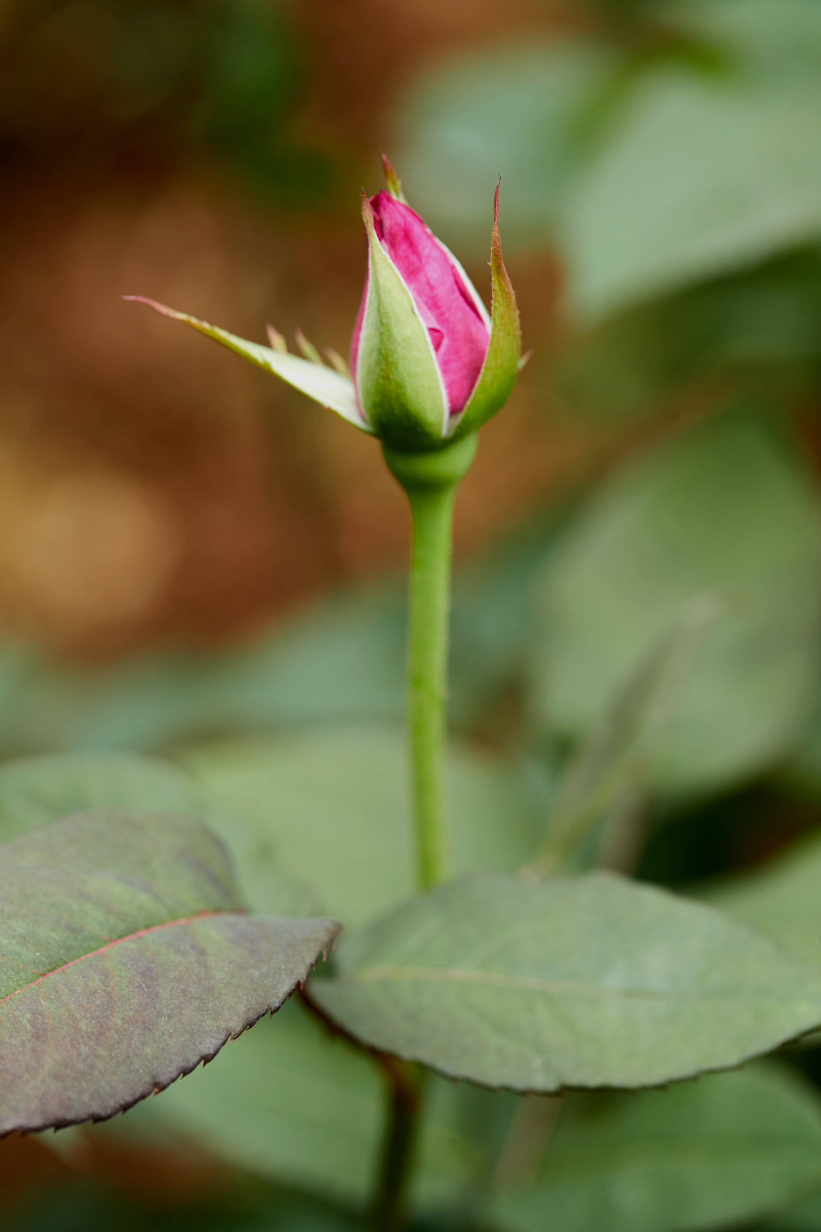 粉色玫瑰花苞，装点浪漫情人节宣传物料