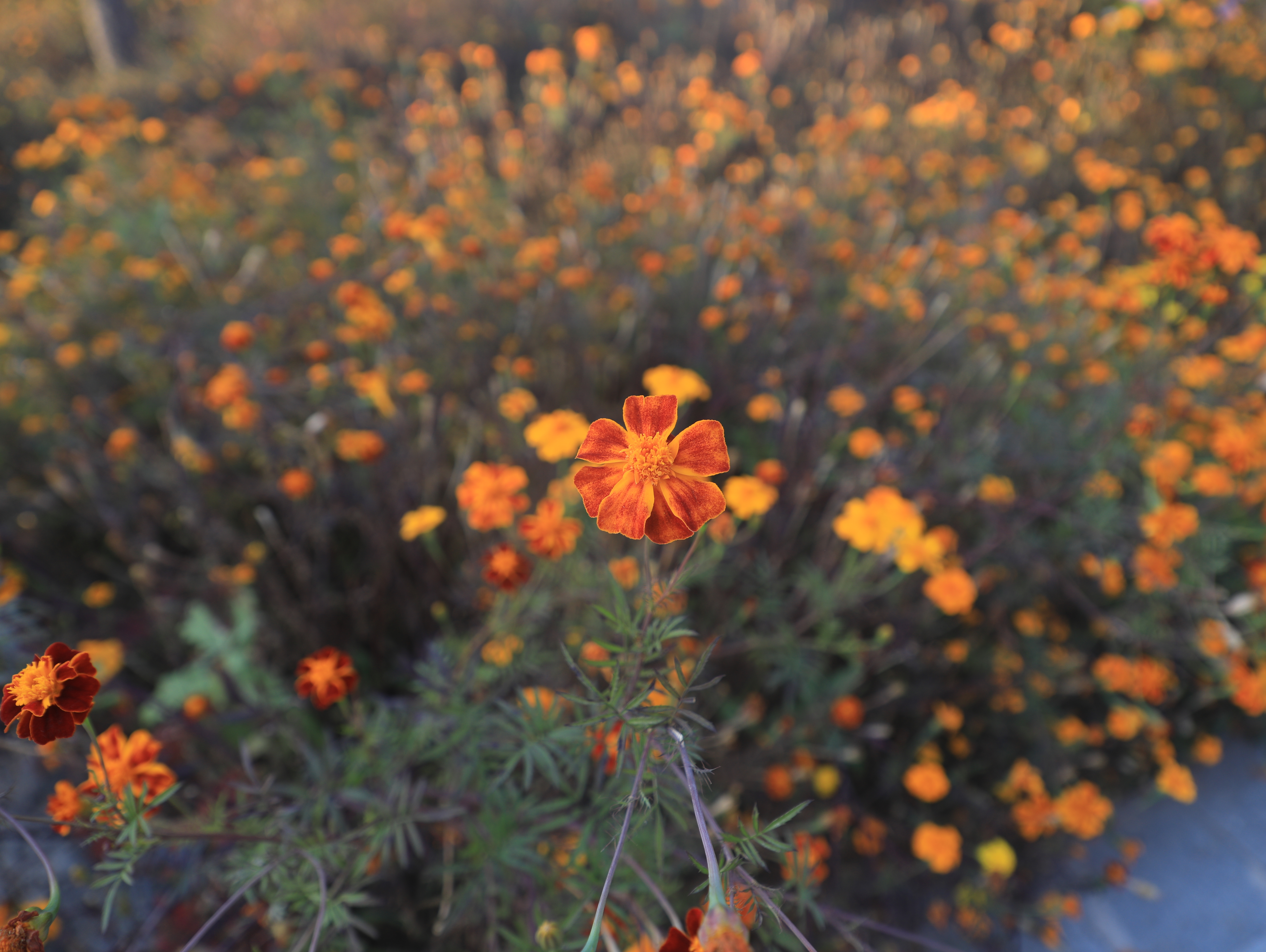 缤纷橙花绽放，打造自然清新鲜花壁纸