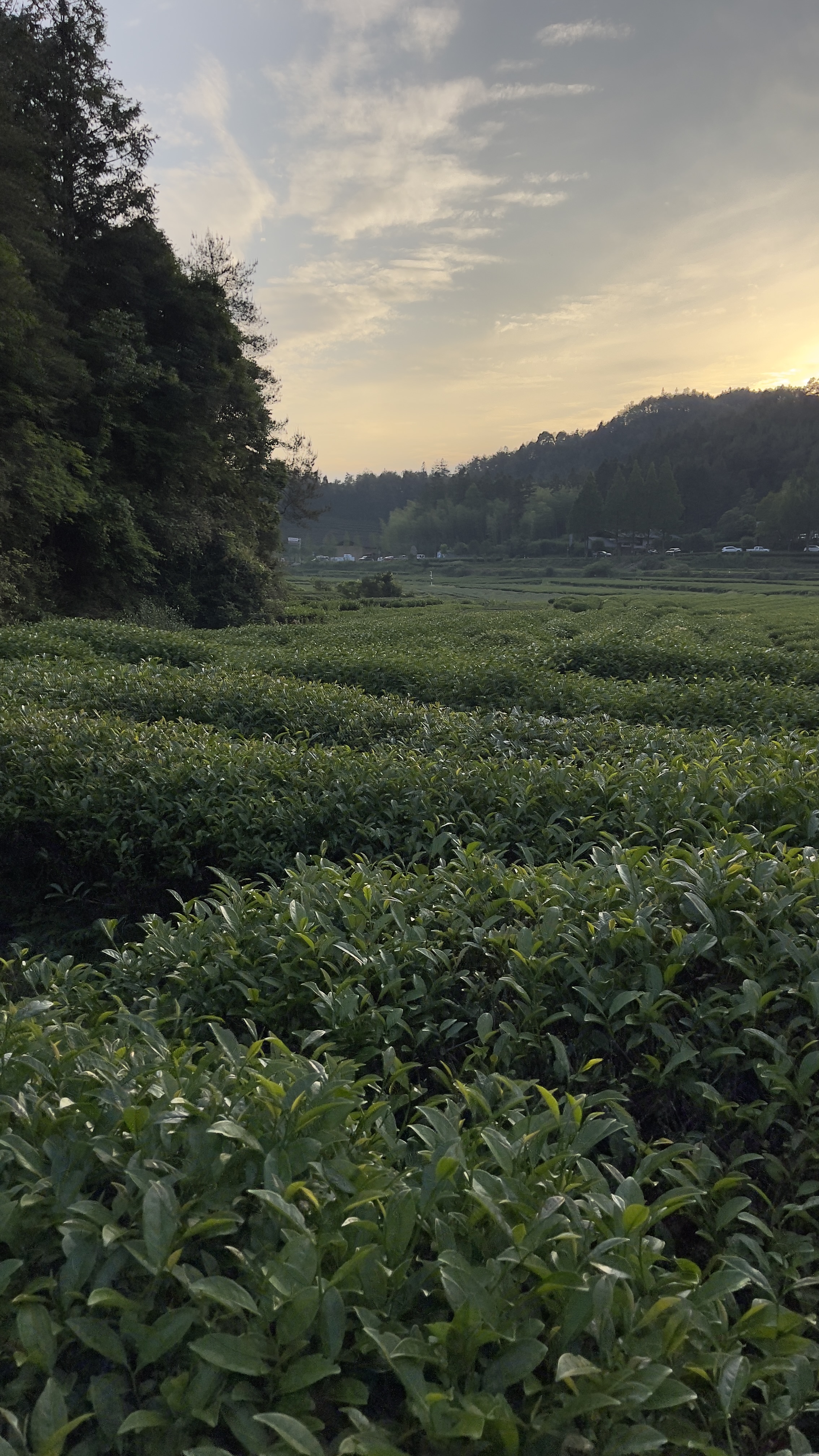 翠绿的茶叶田风光 自然美景的电脑壁纸素材