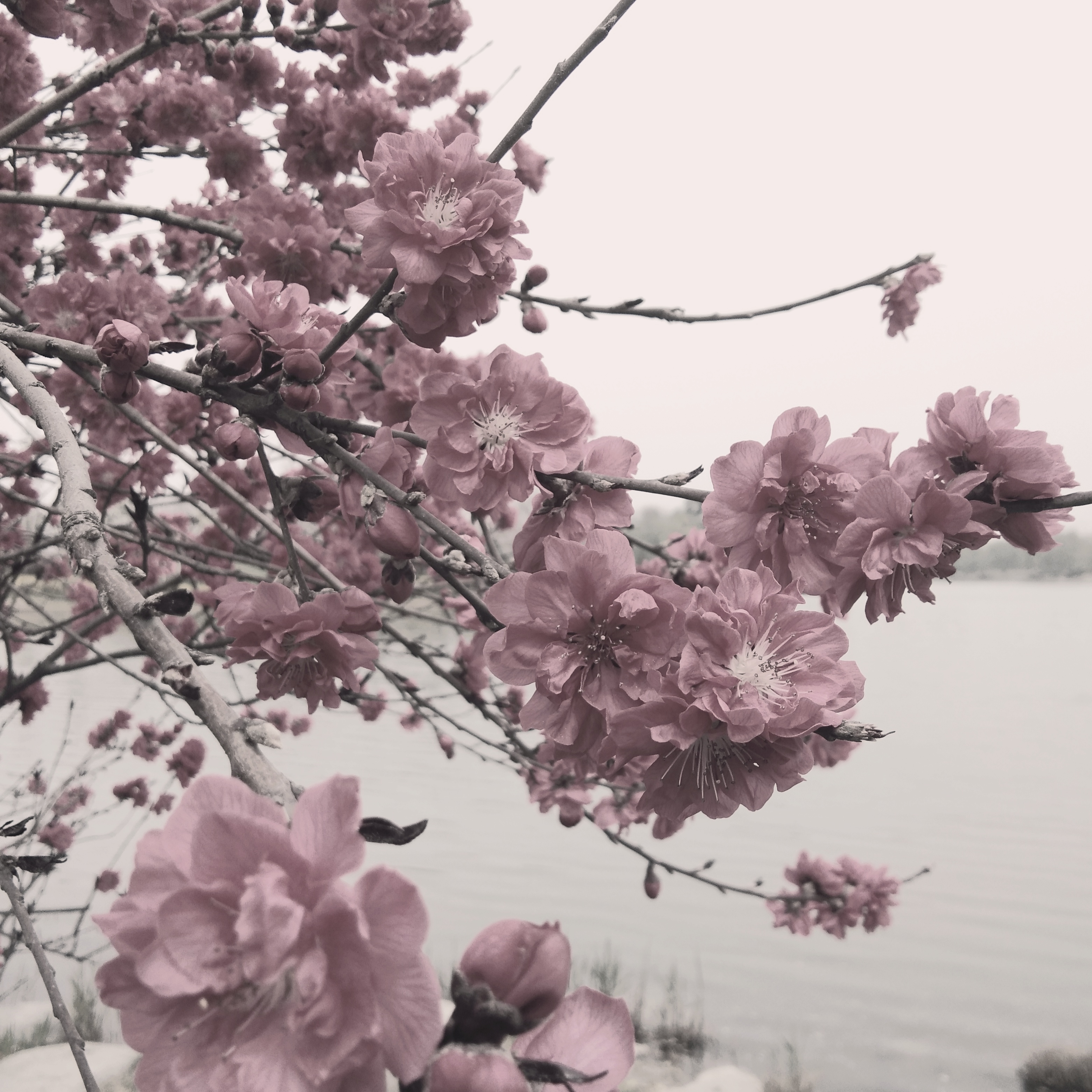 赏浪漫粉花盛开，观湖泊边春日美景