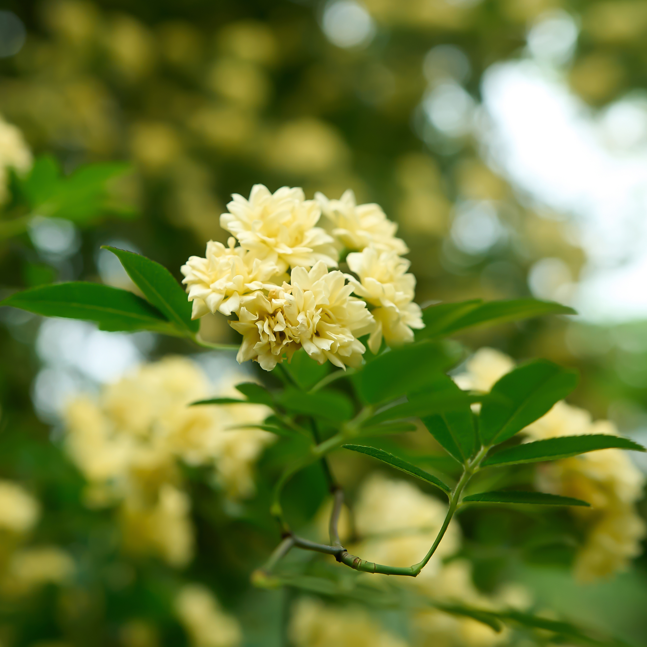 清新黄木香花美如画 优质鲜花宣传物料