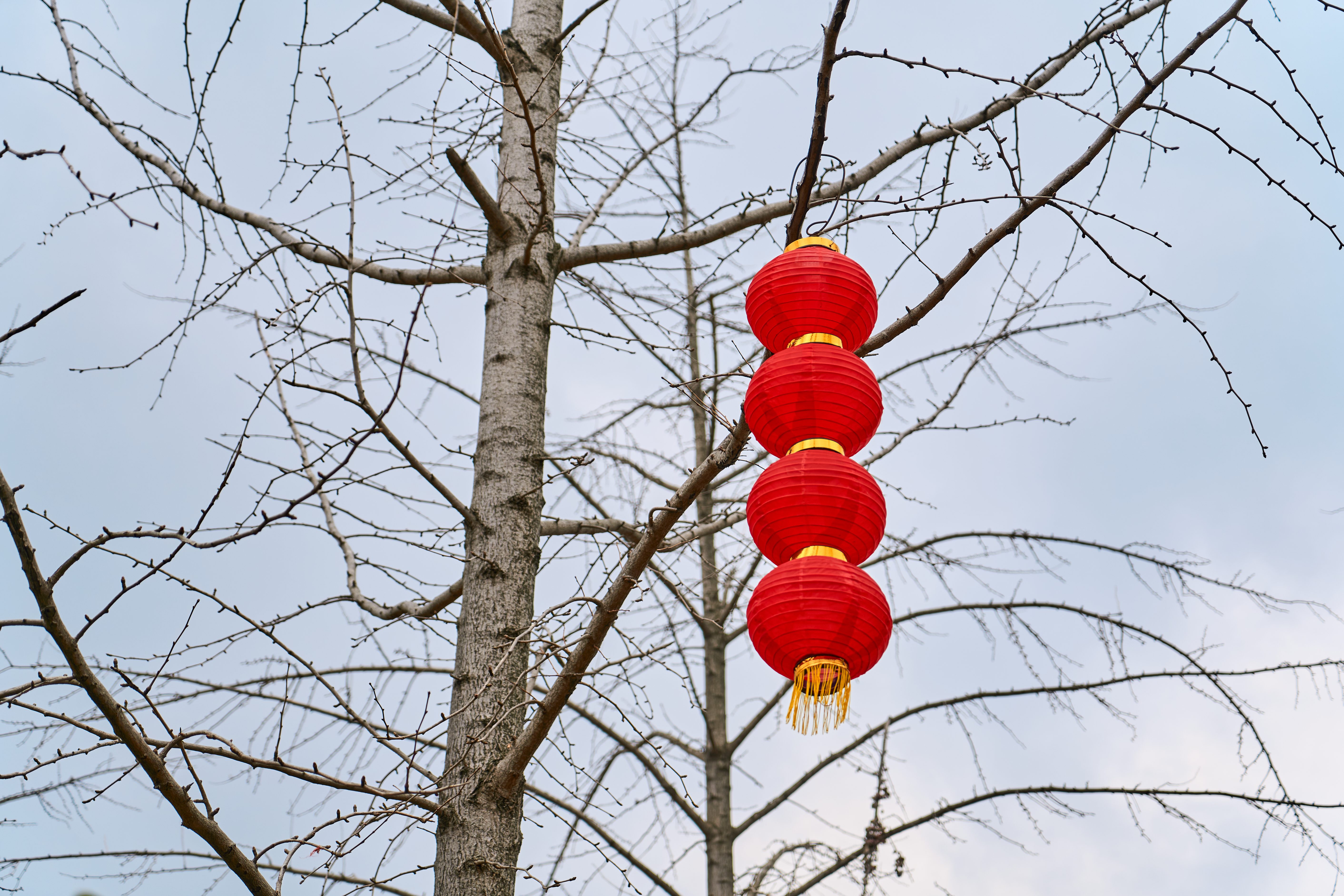 树上挂起红灯笼，喜庆氛围满溢迎春节