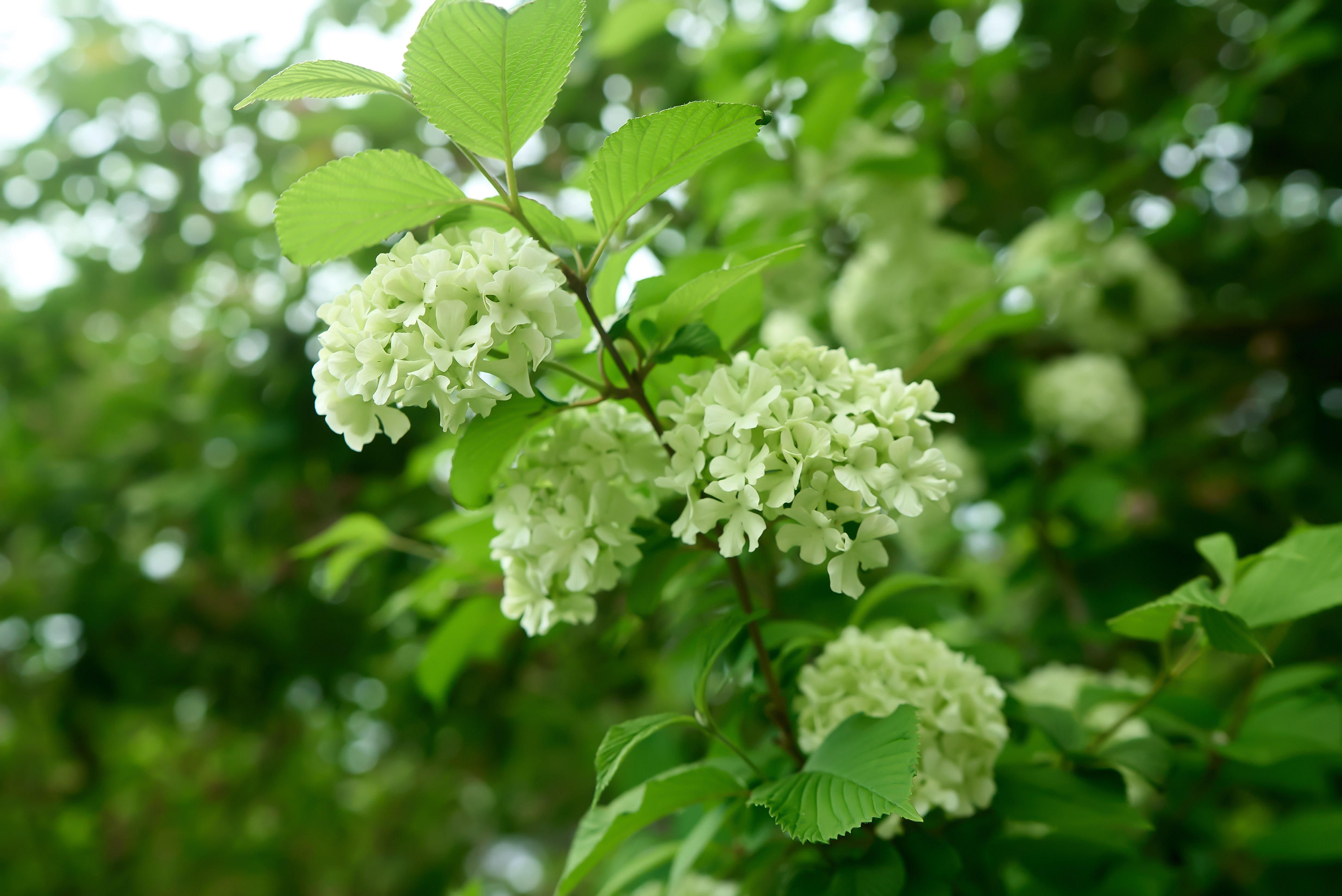 清新绿叶白花 赏绣球花之美手机壁纸来袭
