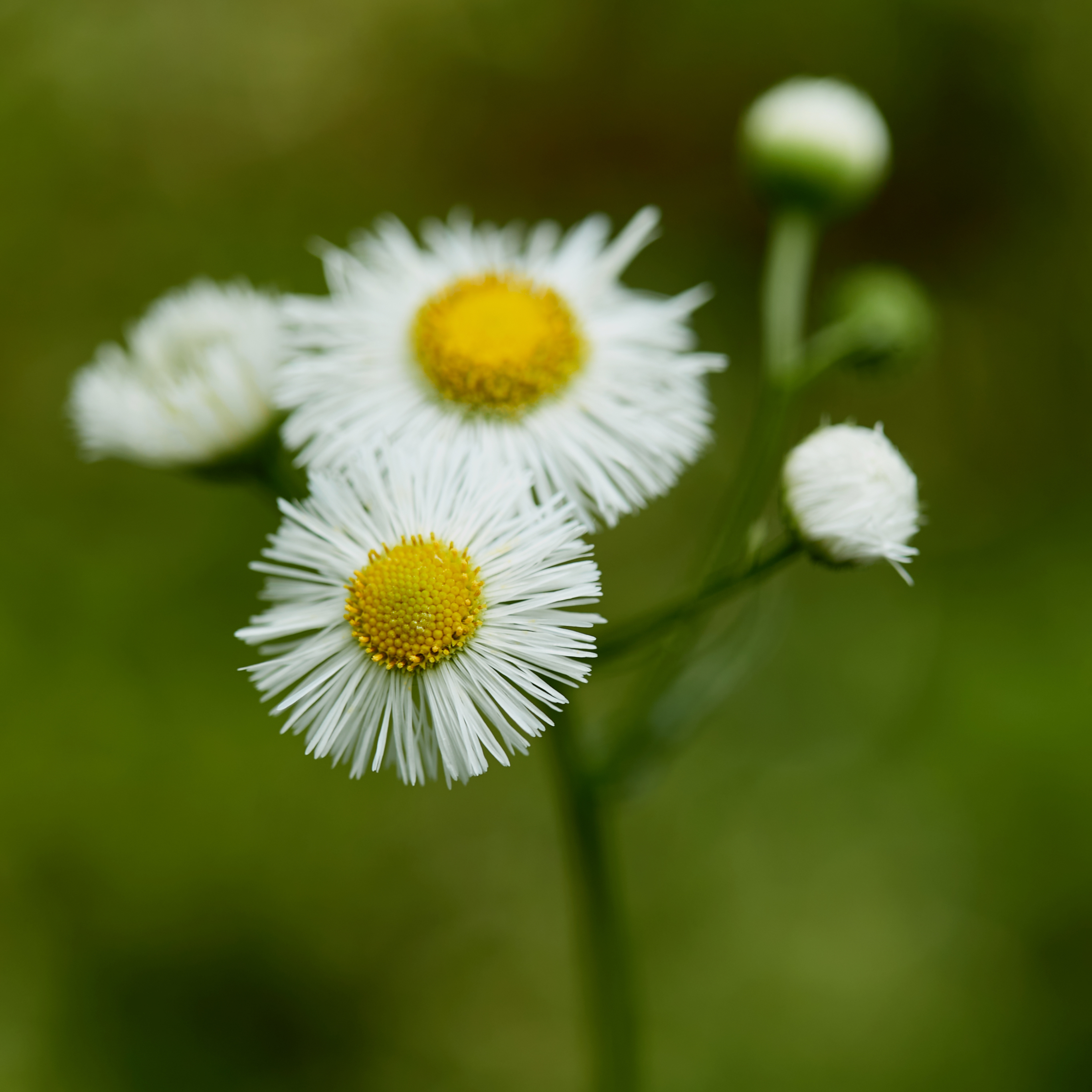 清新小白花绽放 打造唯美鲜花壁纸
