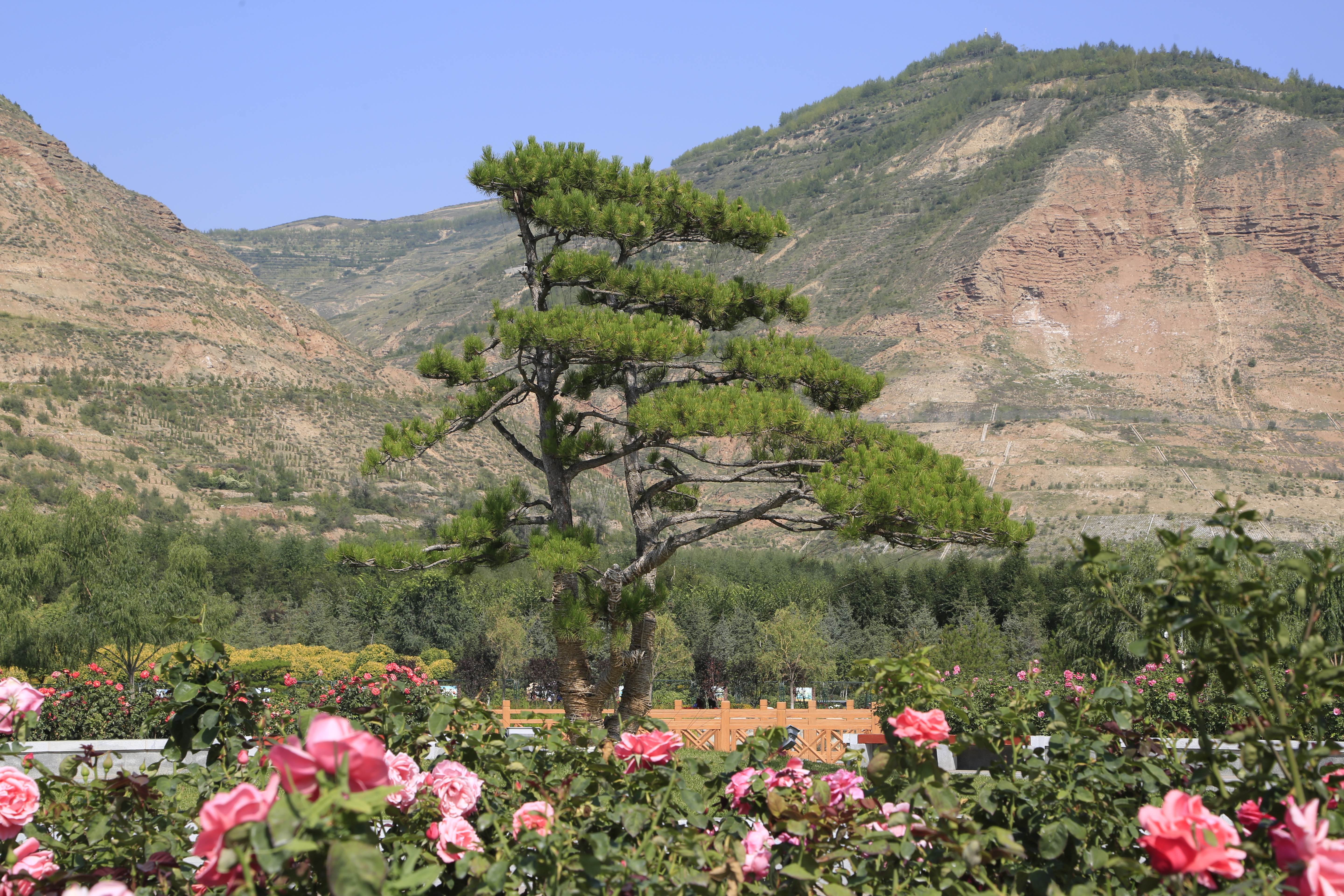 青山绿树间赏多彩玫瑰，自然美景令人陶醉