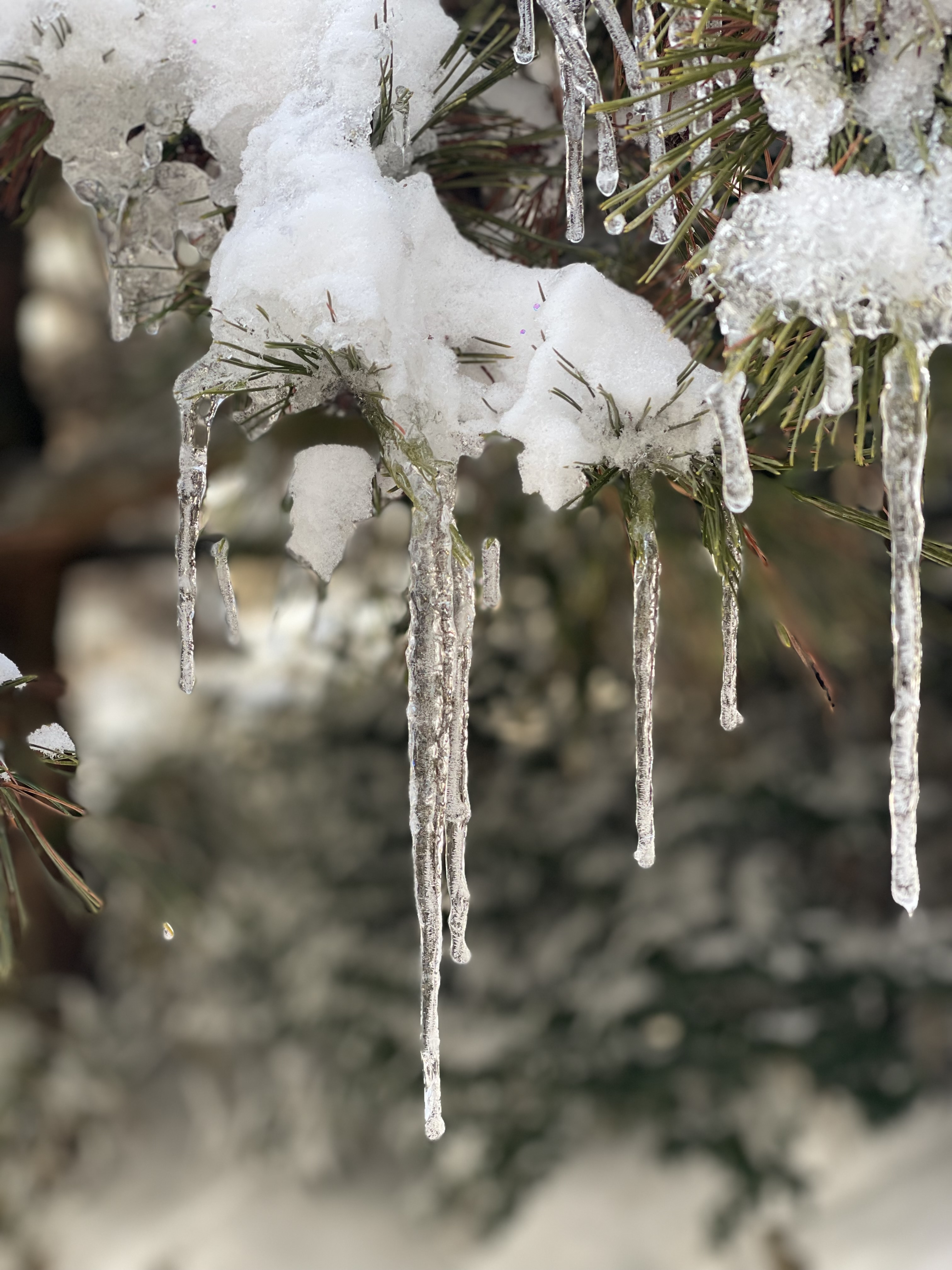 松树枝头挂冰柱，冬日雪景美如画