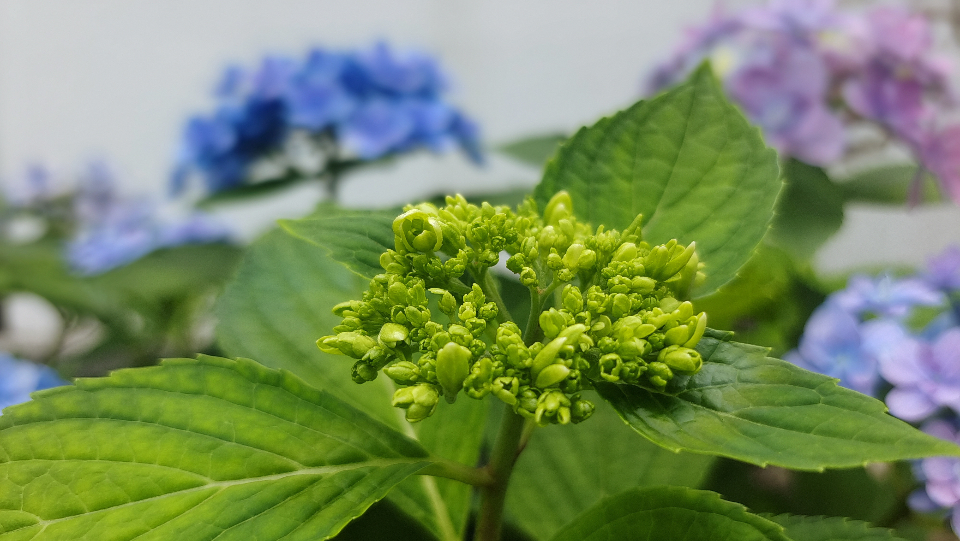 清新绿植绣球花 赏自然之美
