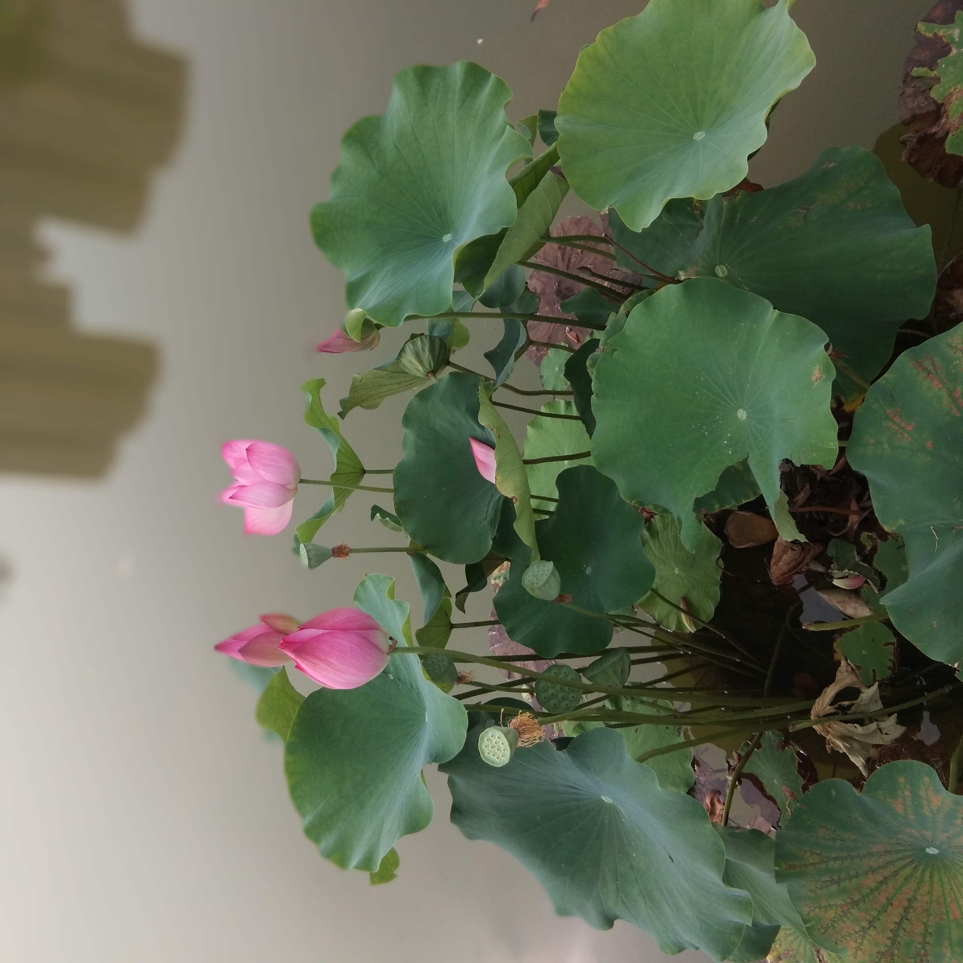 赏粉色荷花绿叶相伴 清新自然手机壁纸