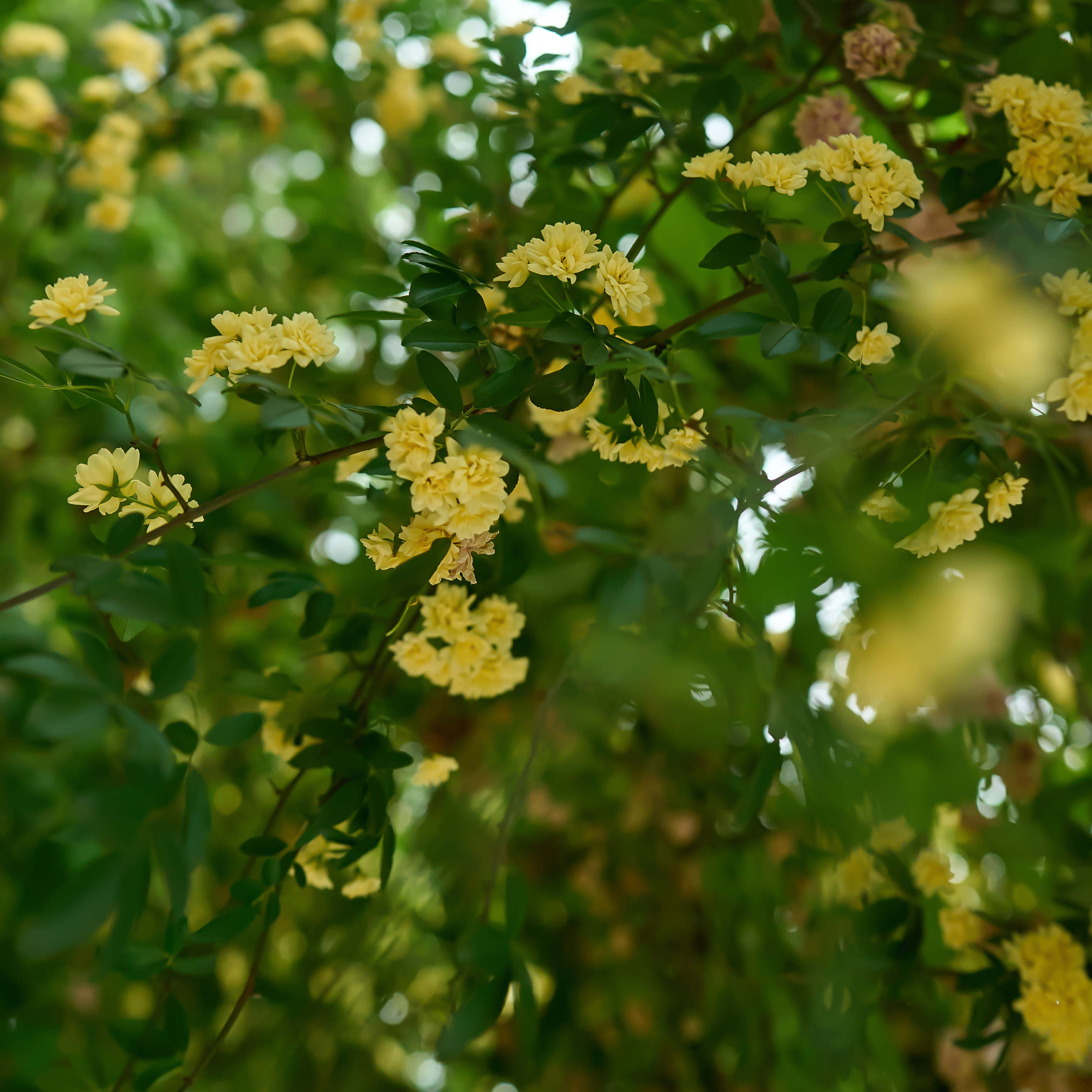 满枝金黄花朵 清新鲜花壁纸令人陶醉
