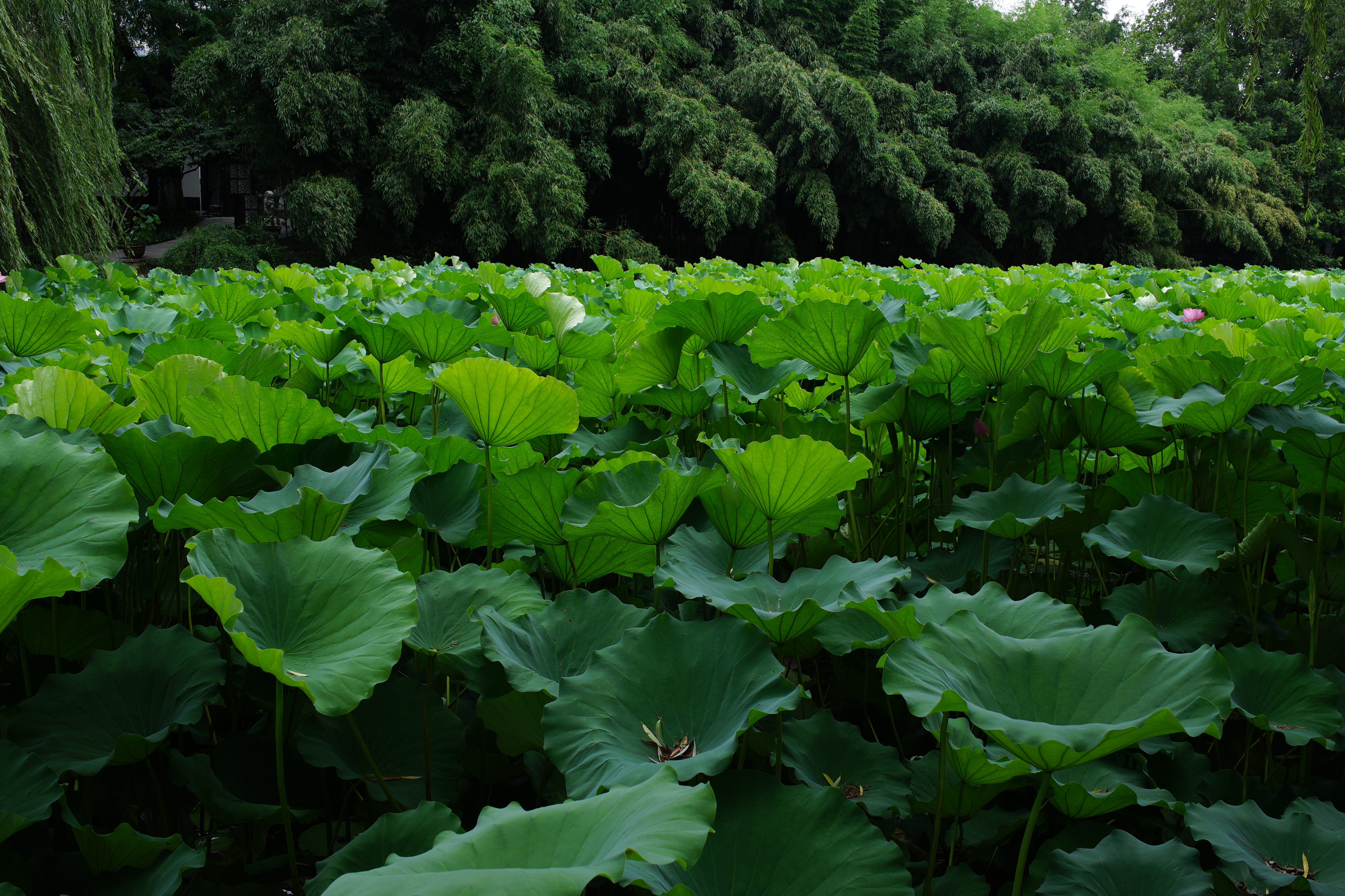 大片荷叶铺满湖面，赏清新自然绿色美景