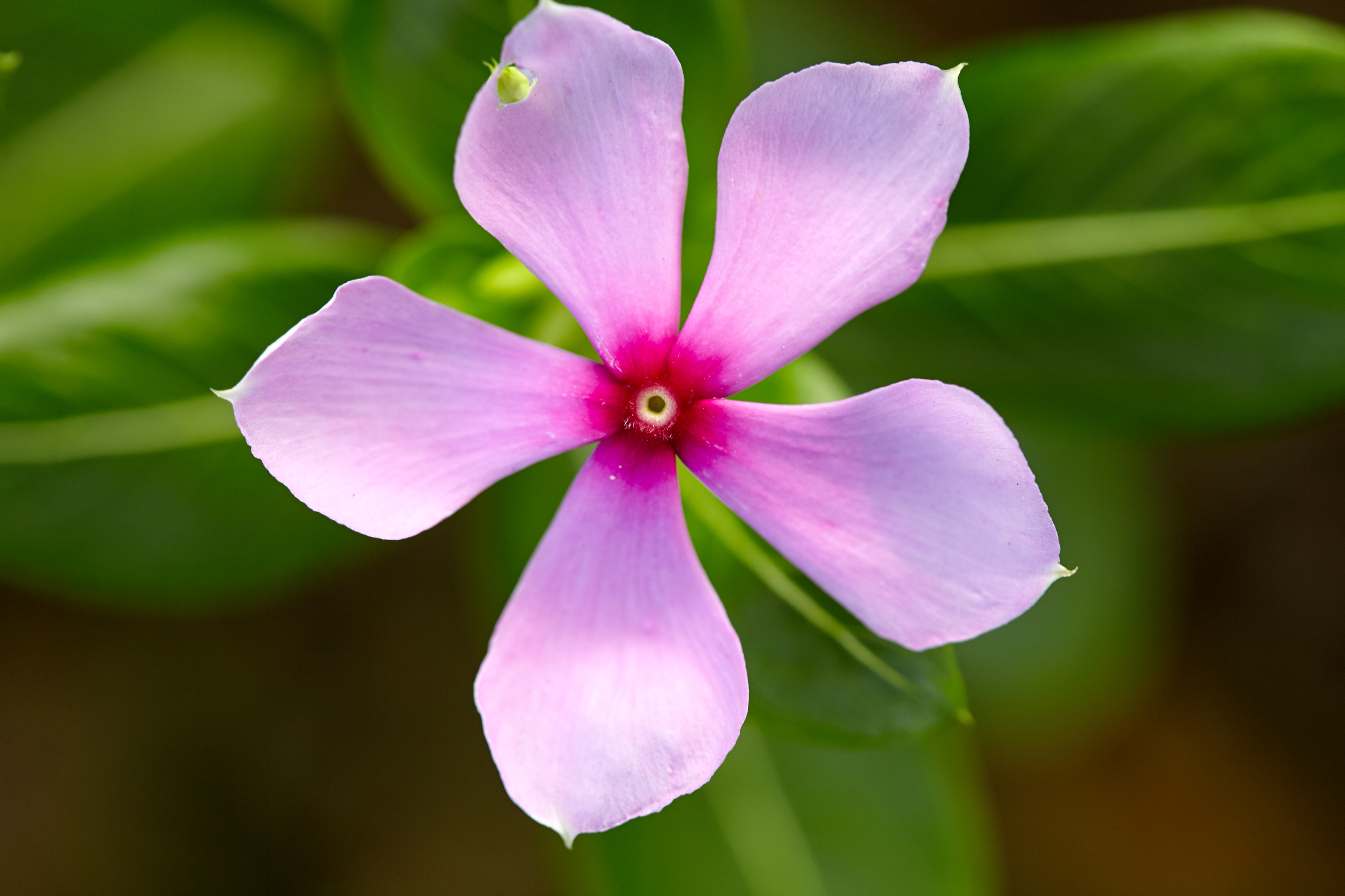 粉色长春花