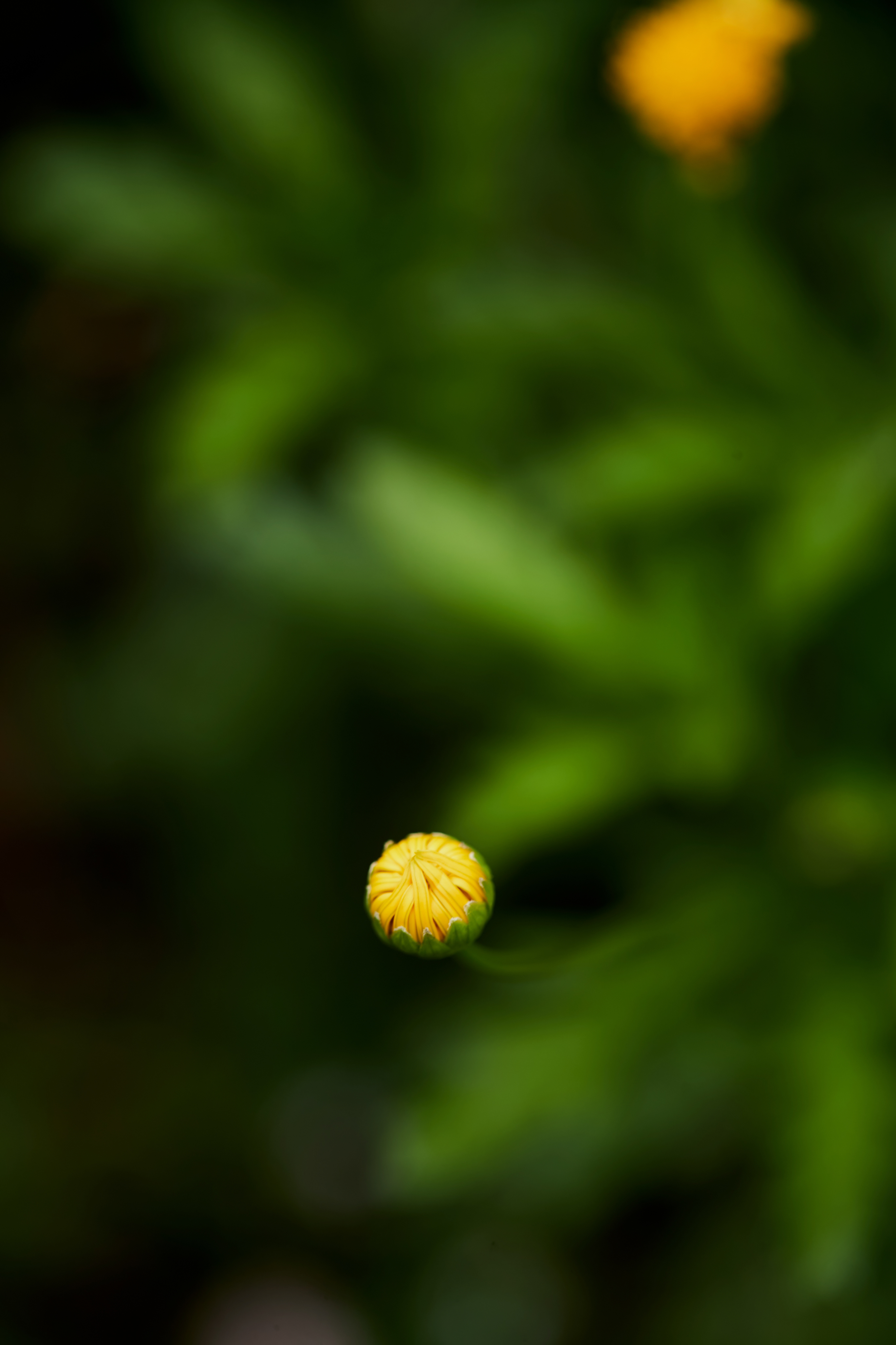 清新黄色花蕾 鲜花绿植尽显自然之美