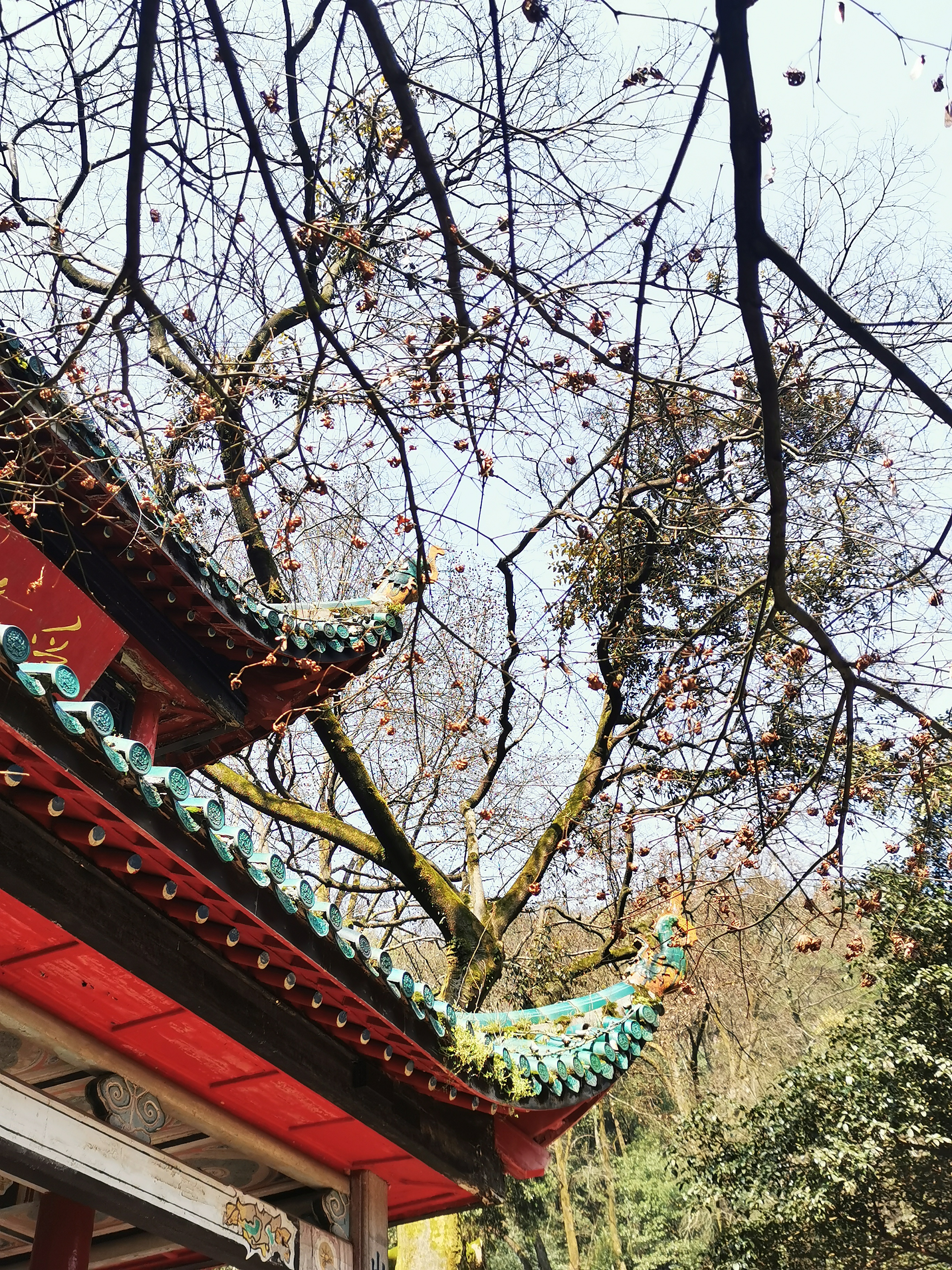 古建筑与树木相映成趣的独特景致