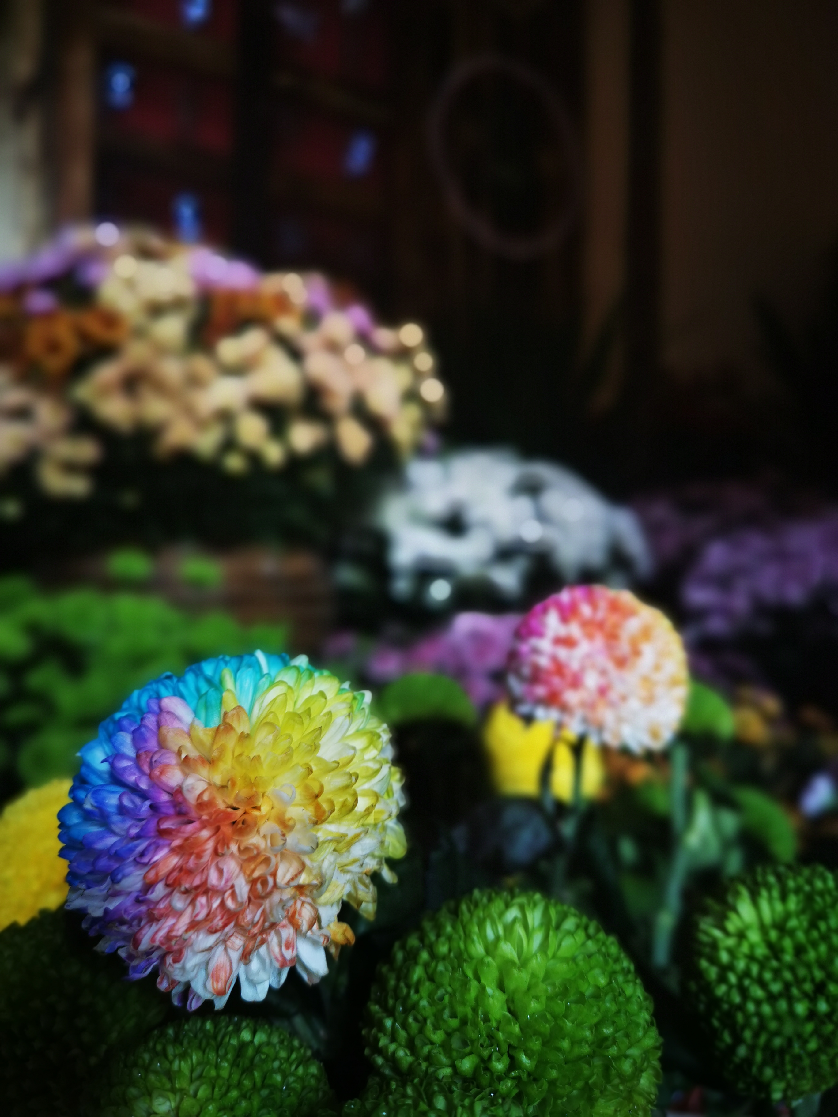 多彩菊花缤纷绽放，鲜花类宣传物料美如画