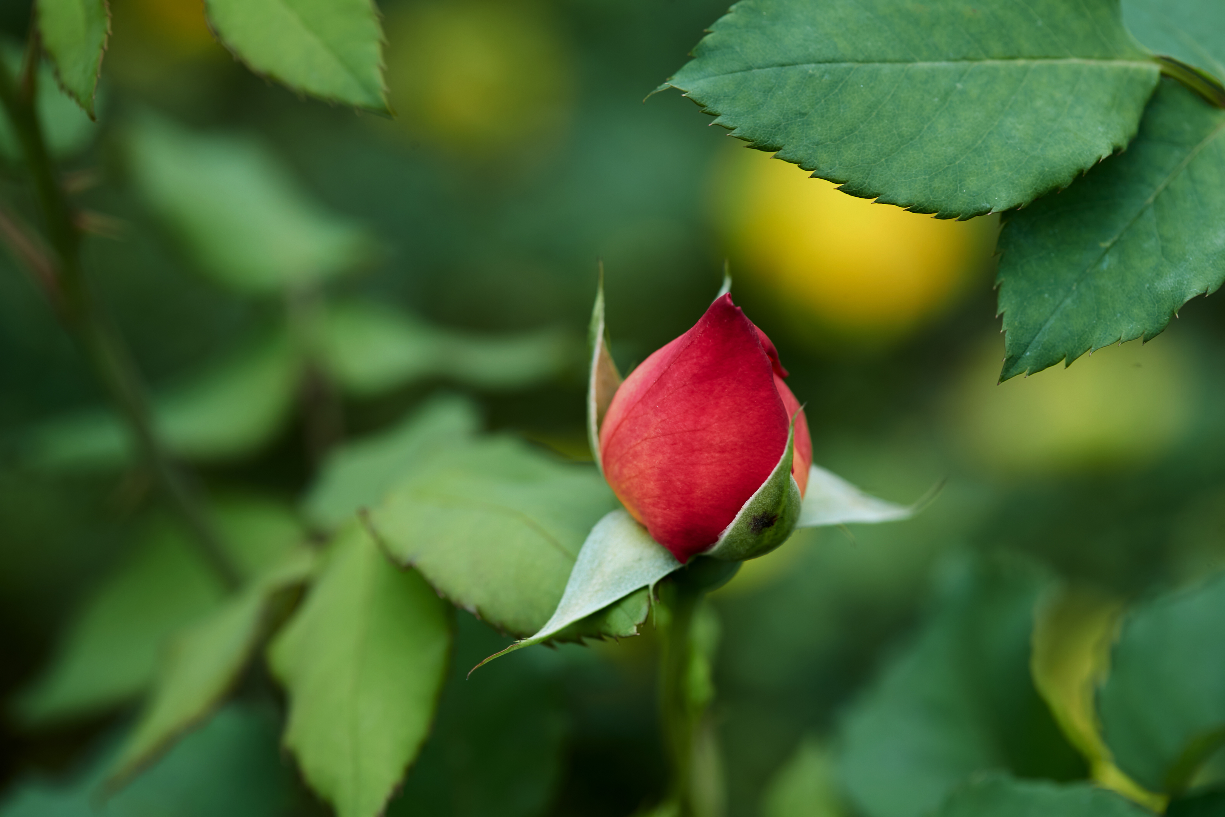 娇艳欲滴红玫瑰 鲜花绿植尽显自然之美