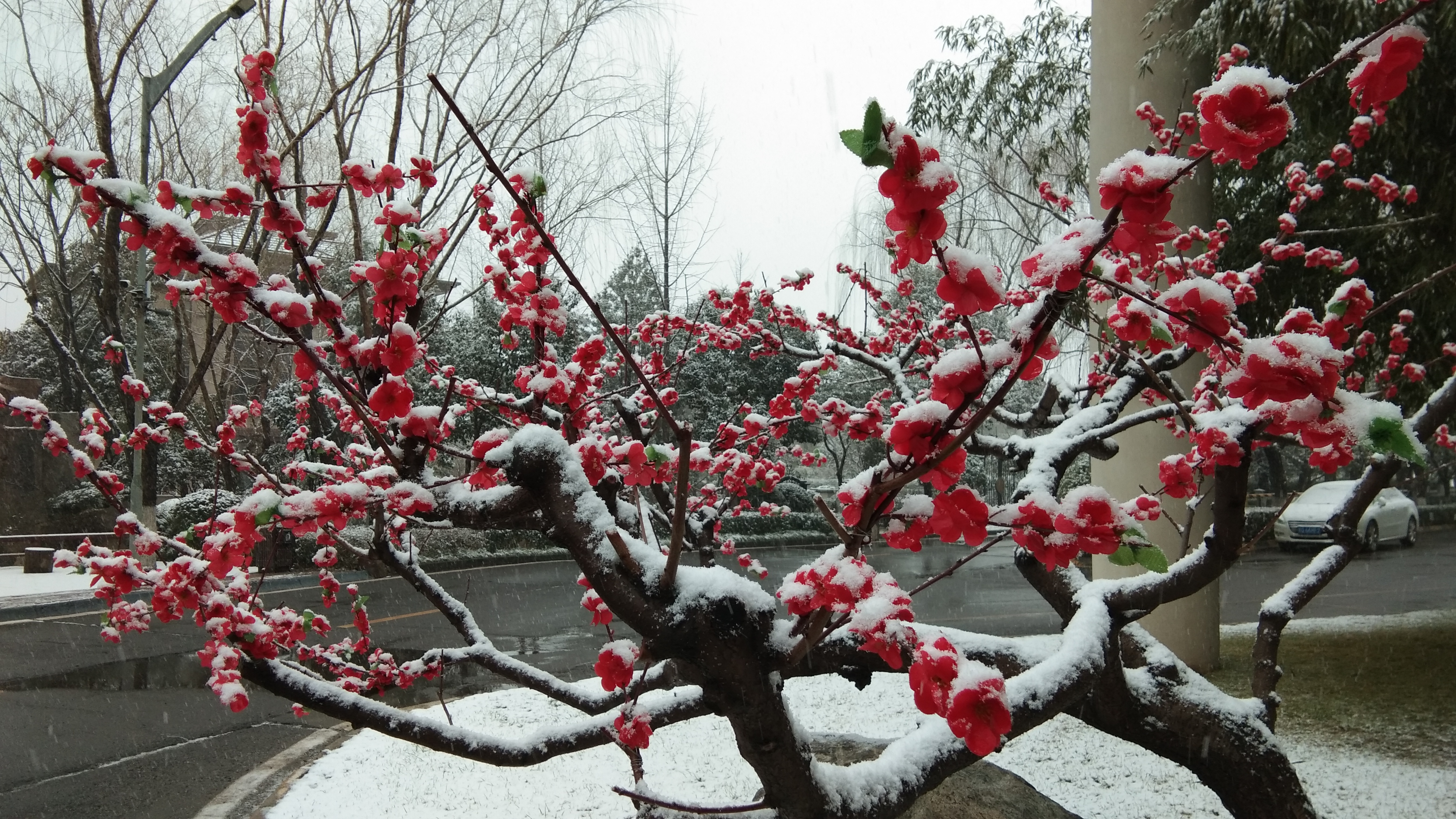 雪中红梅盛开，赏冬日独特美景