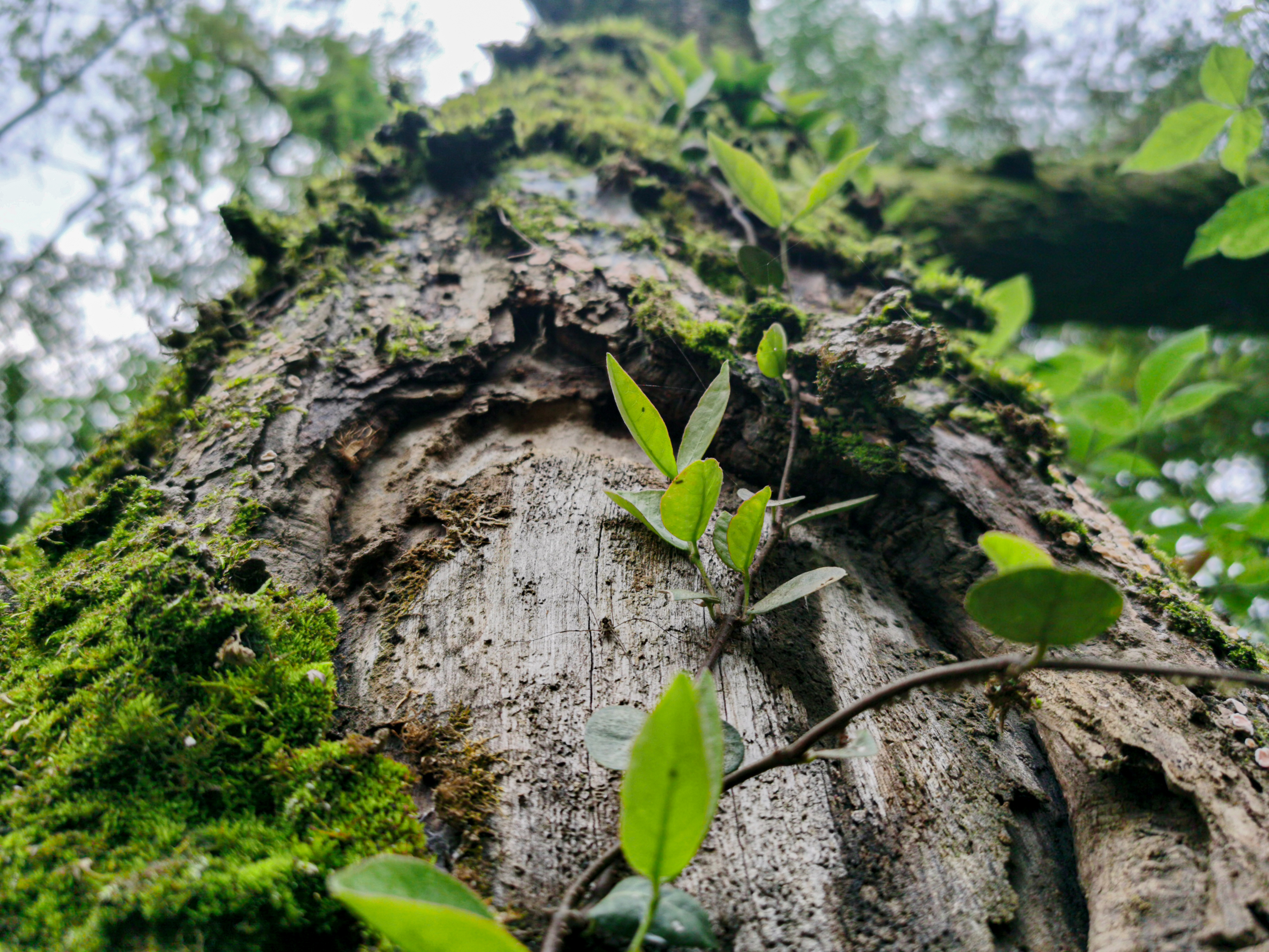 长满青苔的树木 自然清新的绿植壁纸