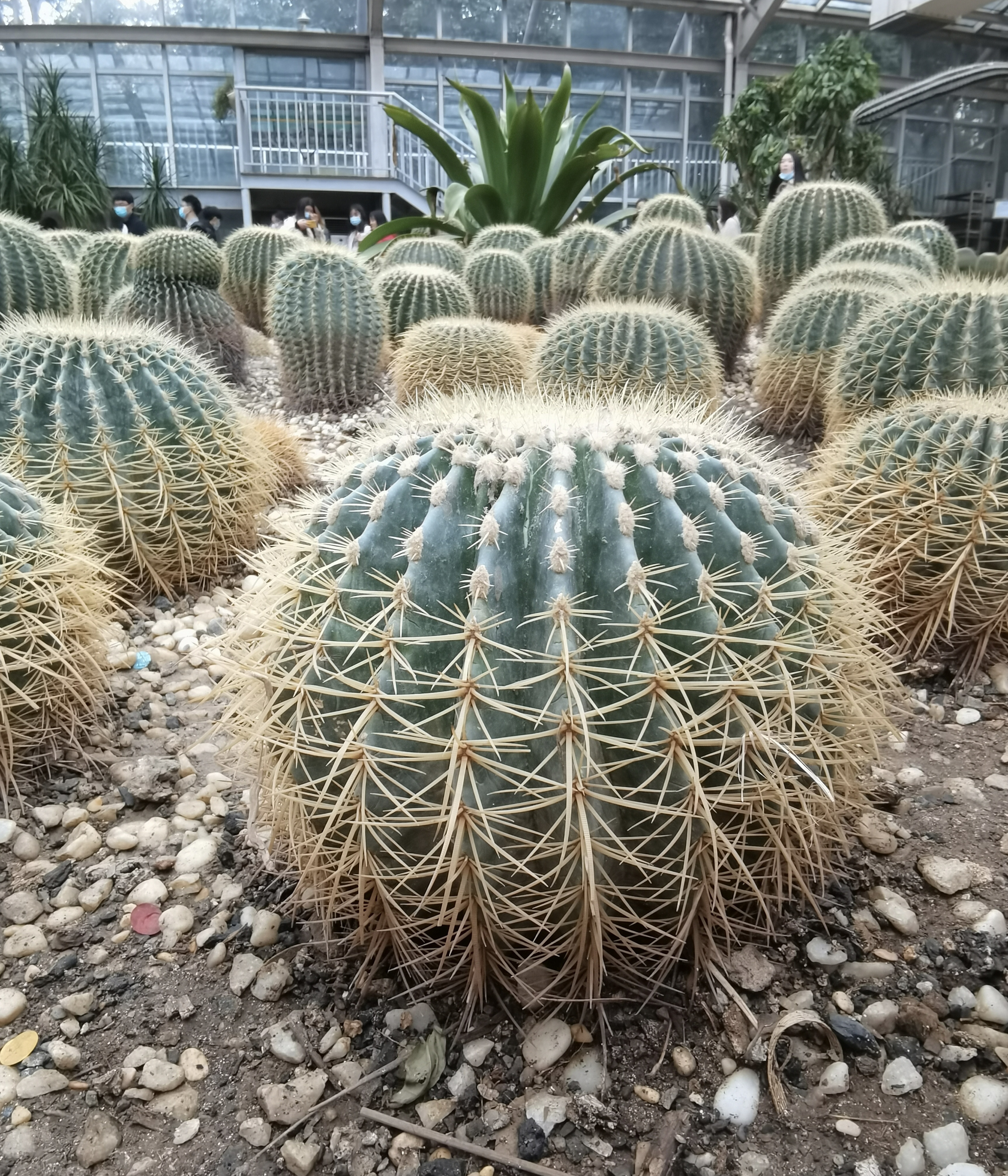 形态各异的仙人球 打造独特绿植景观