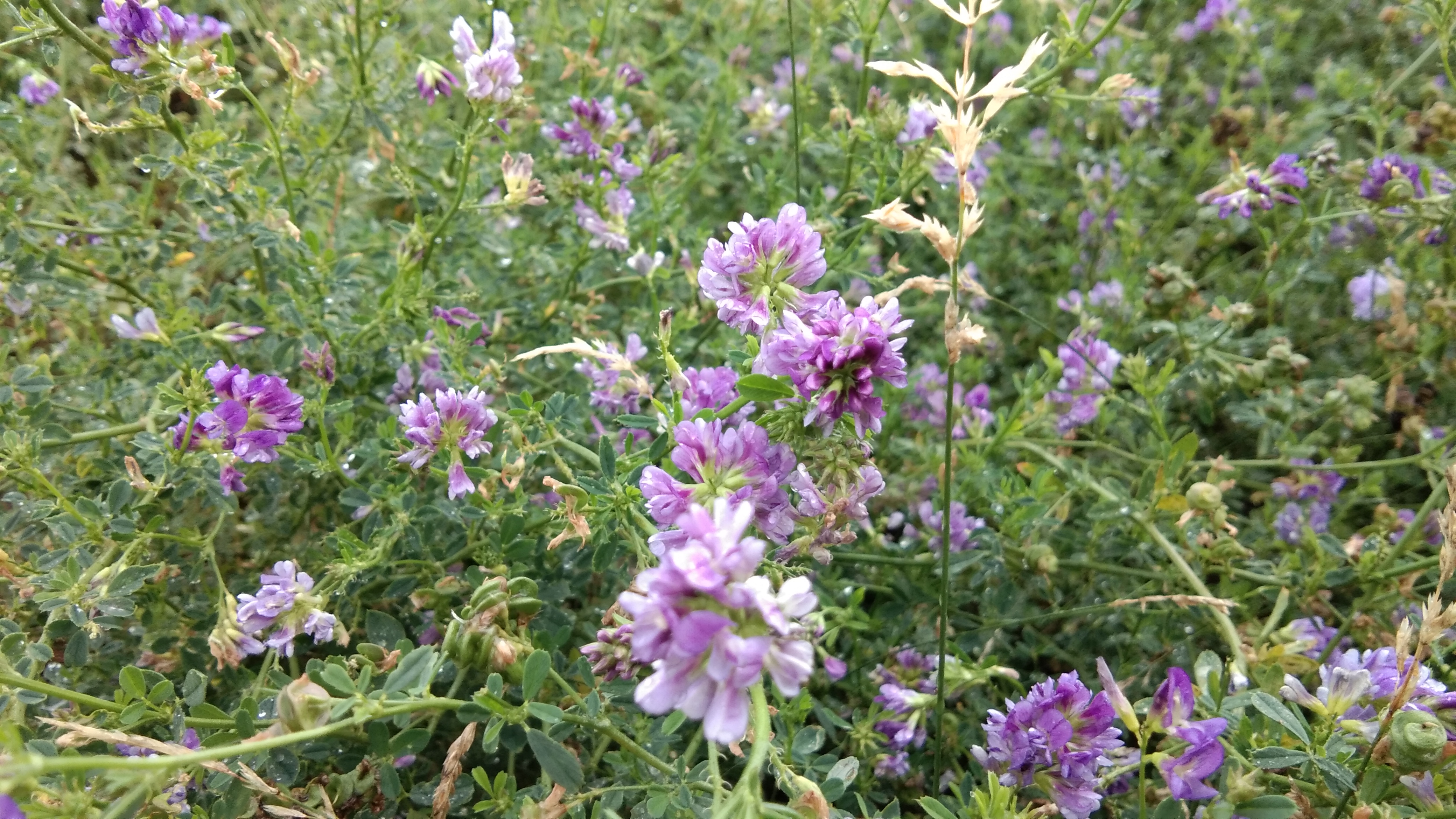 紫色小花盛开 清新鲜花壁纸来袭