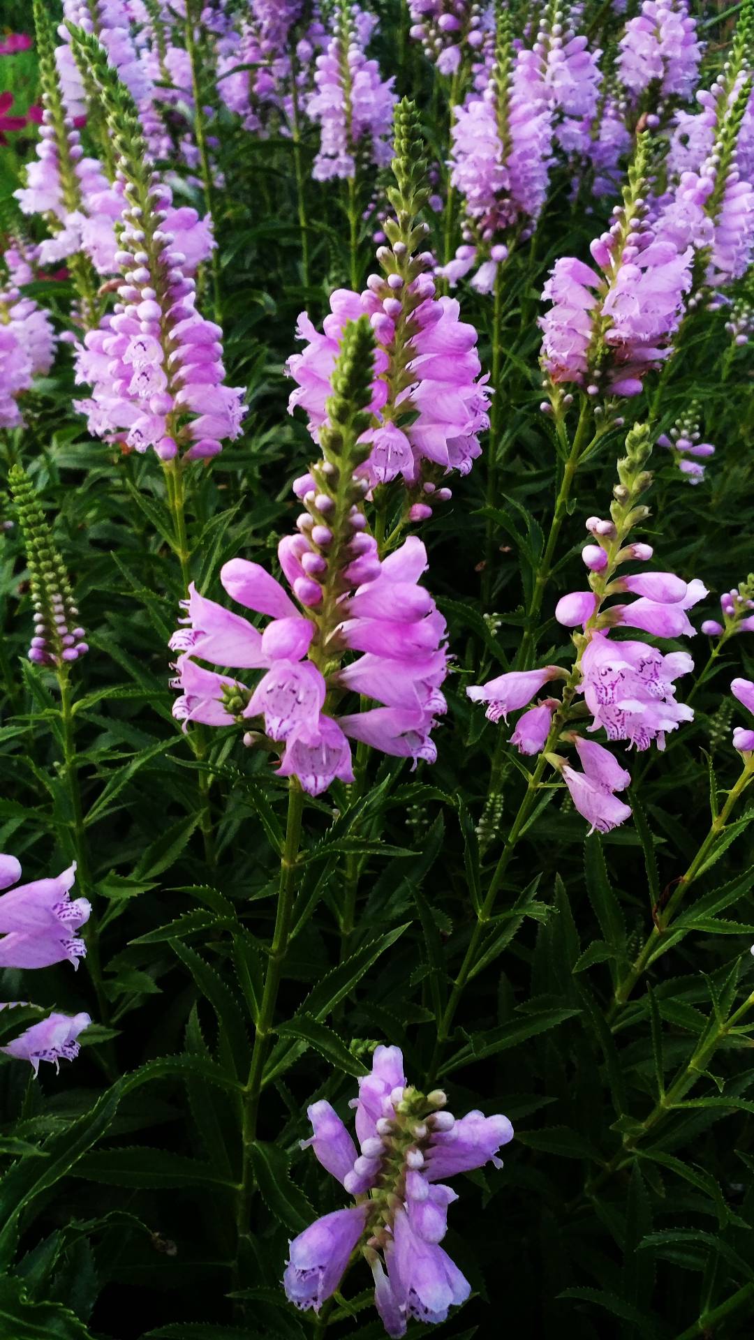 赏美丽紫色鲜花，感受自然清新之美