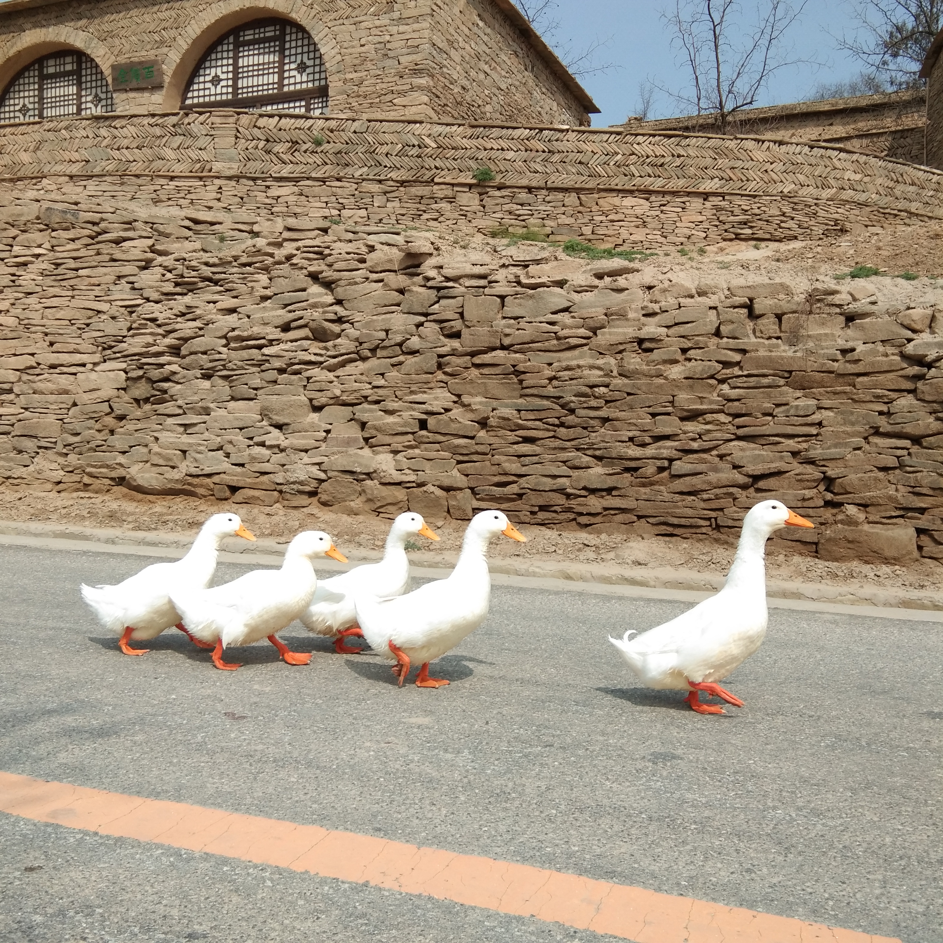 乡村路上一群白鸭悠哉前行的趣味画面