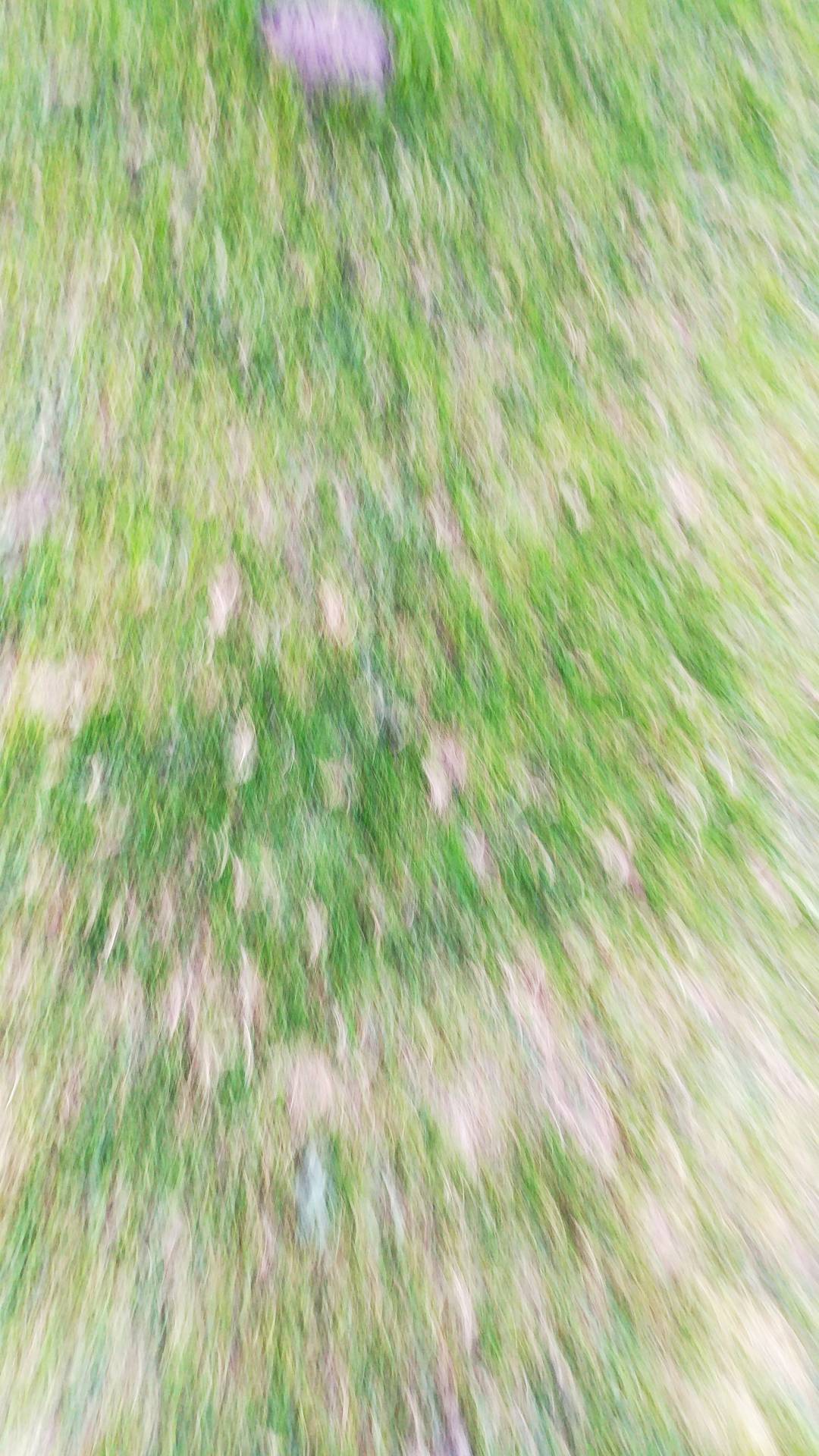 绿色小草纹理背景 适合做手机电脑壁纸