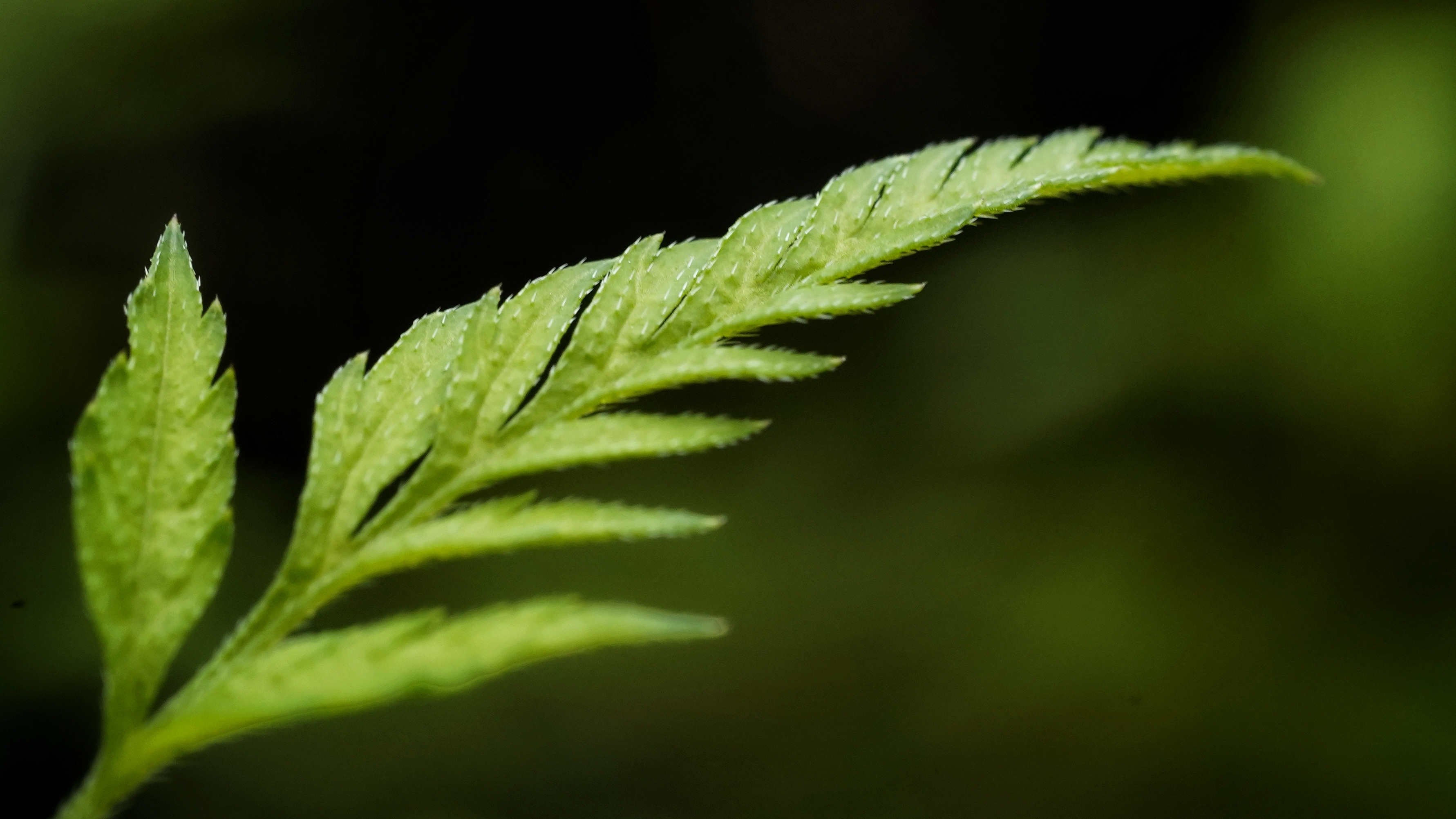 清新绿叶特写，打造优质绿植手机壁纸