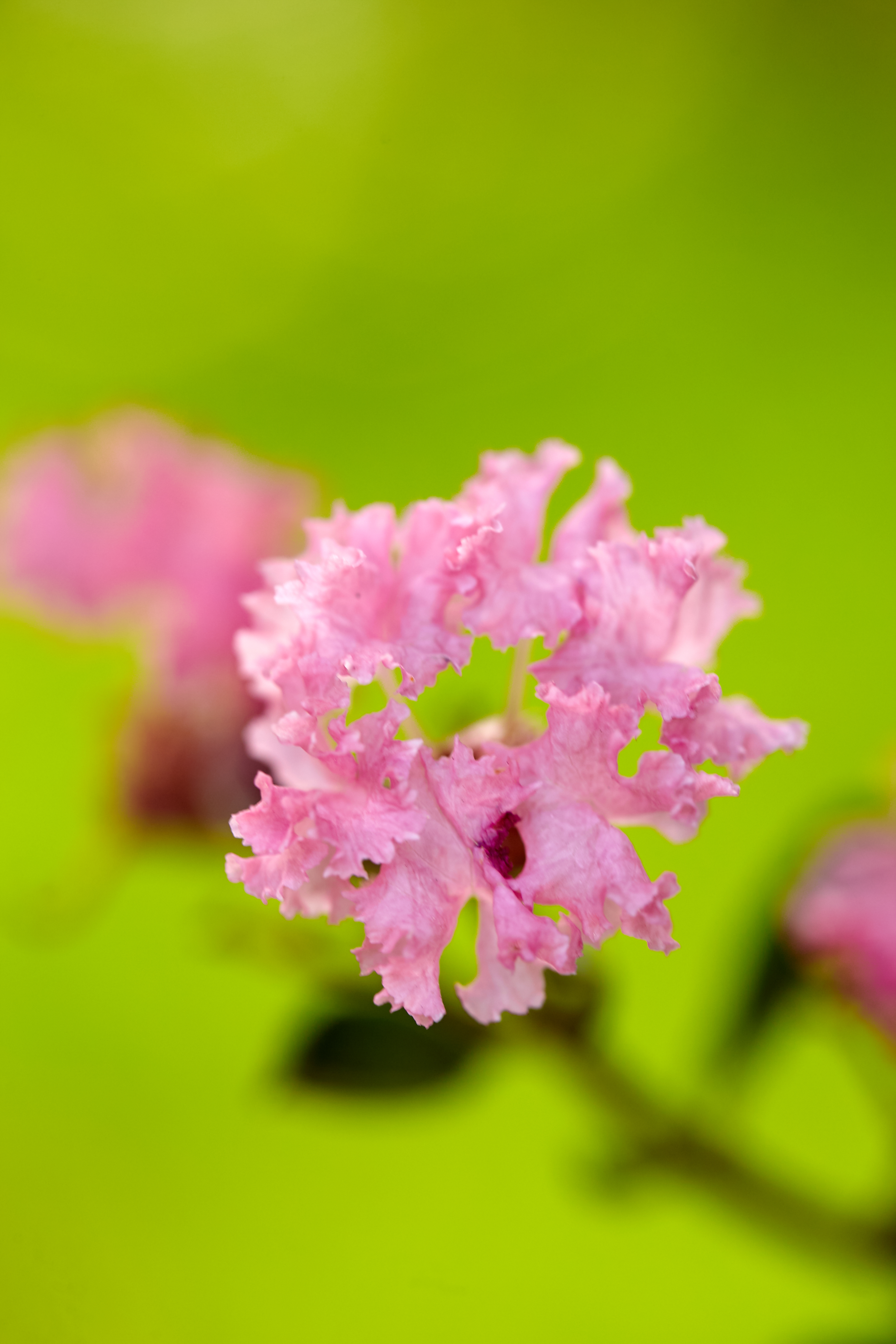粉色紫薇花