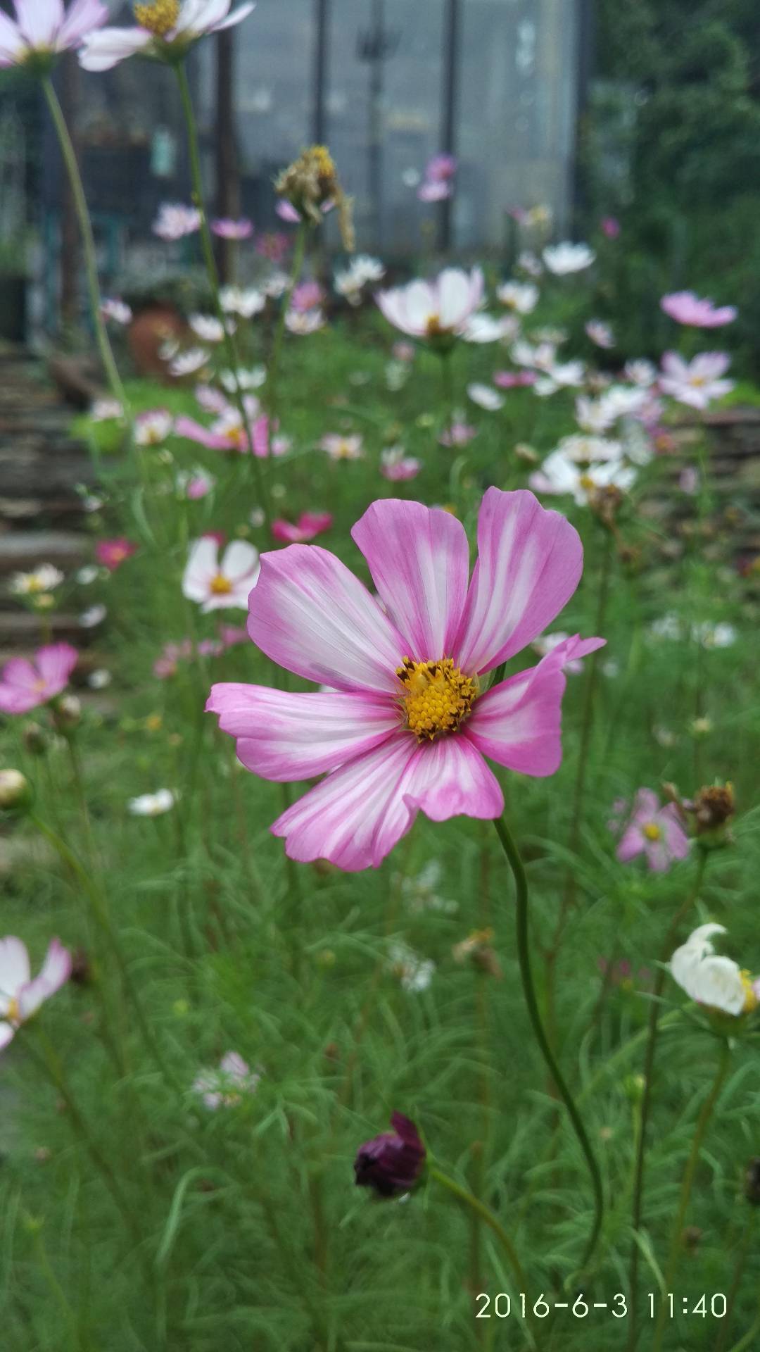 粉色波斯菊盛开，打造清新鲜花壁纸