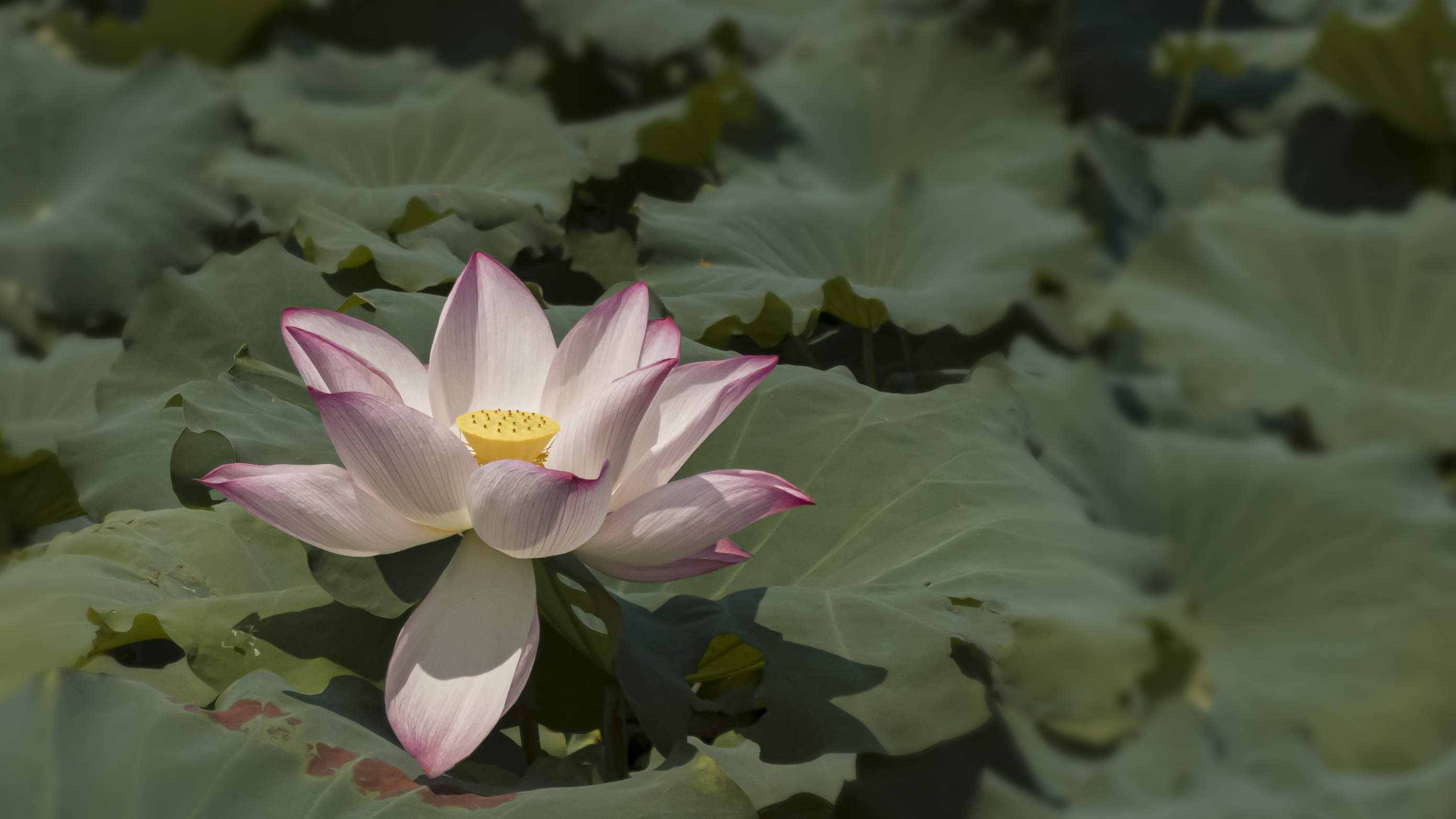 清新荷花盛开于绿叶间尽显自然之美