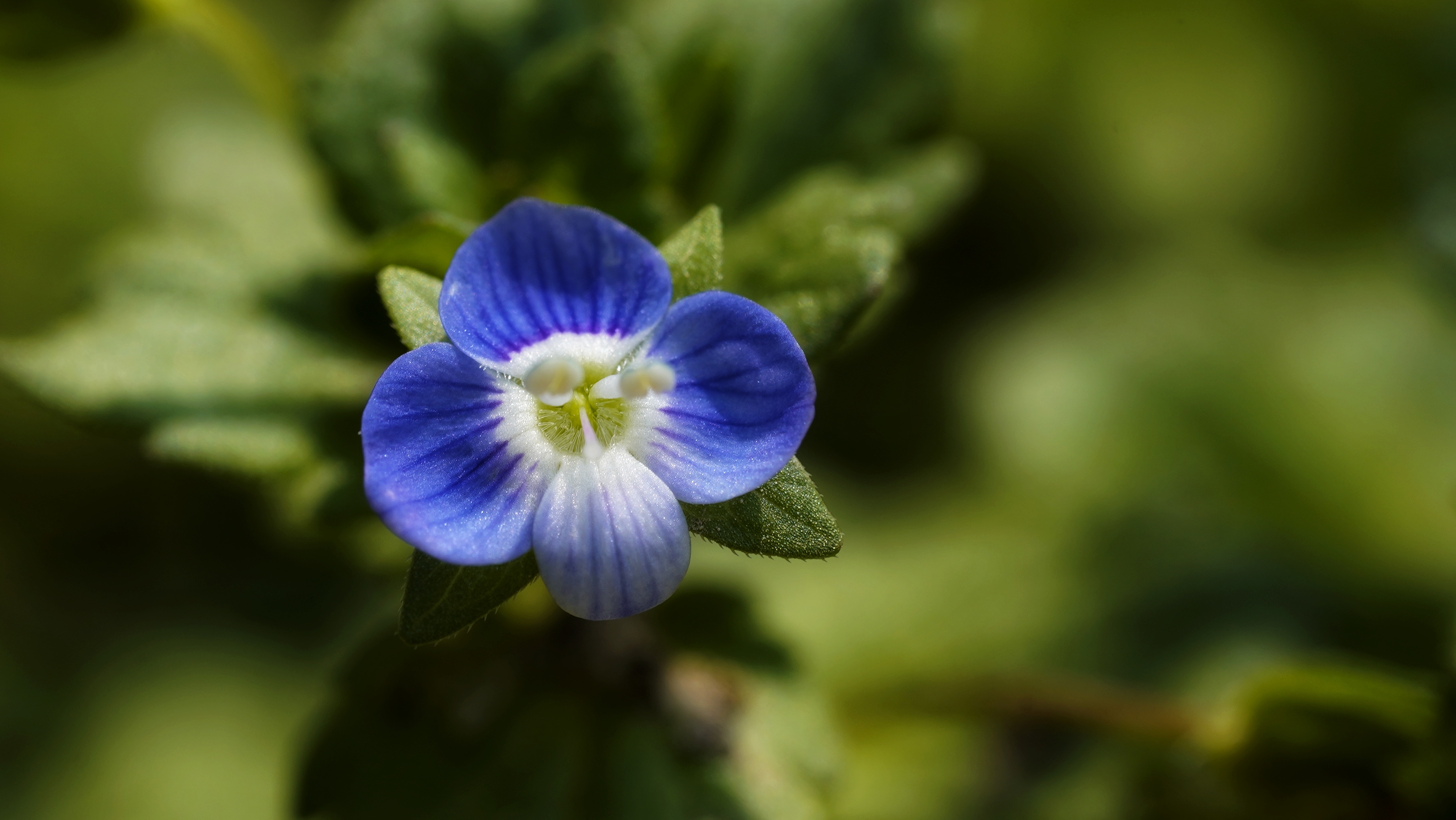 清新蓝白小花 优质鲜花类手机壁纸素材