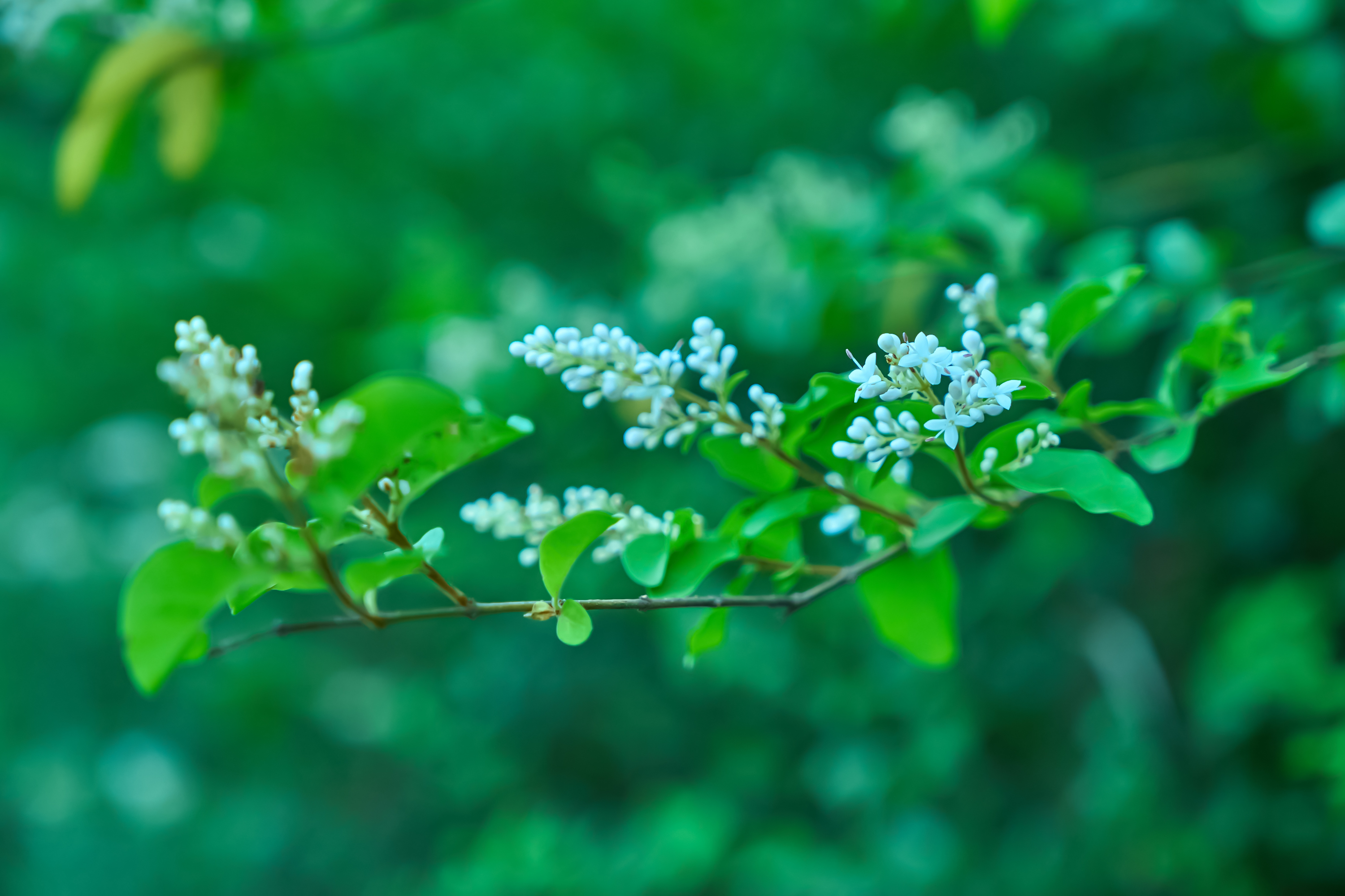 清新绿叶白花 打造自然风手机壁纸