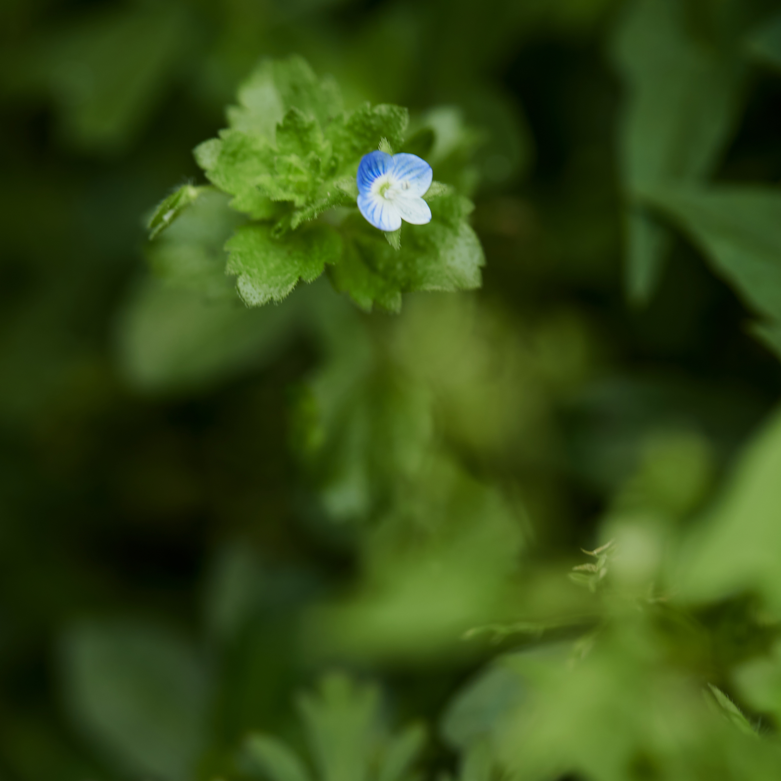 清新蓝白小花小草 打造自然绿植壁纸