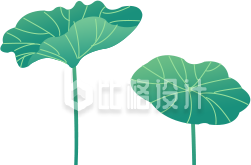 手绘荷叶