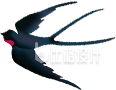 燕子