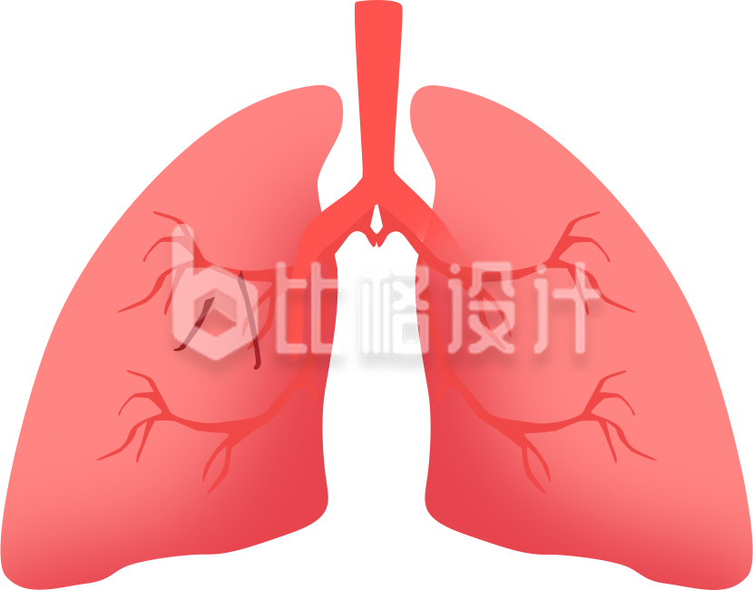 手绘器官肺