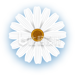 白雏菊