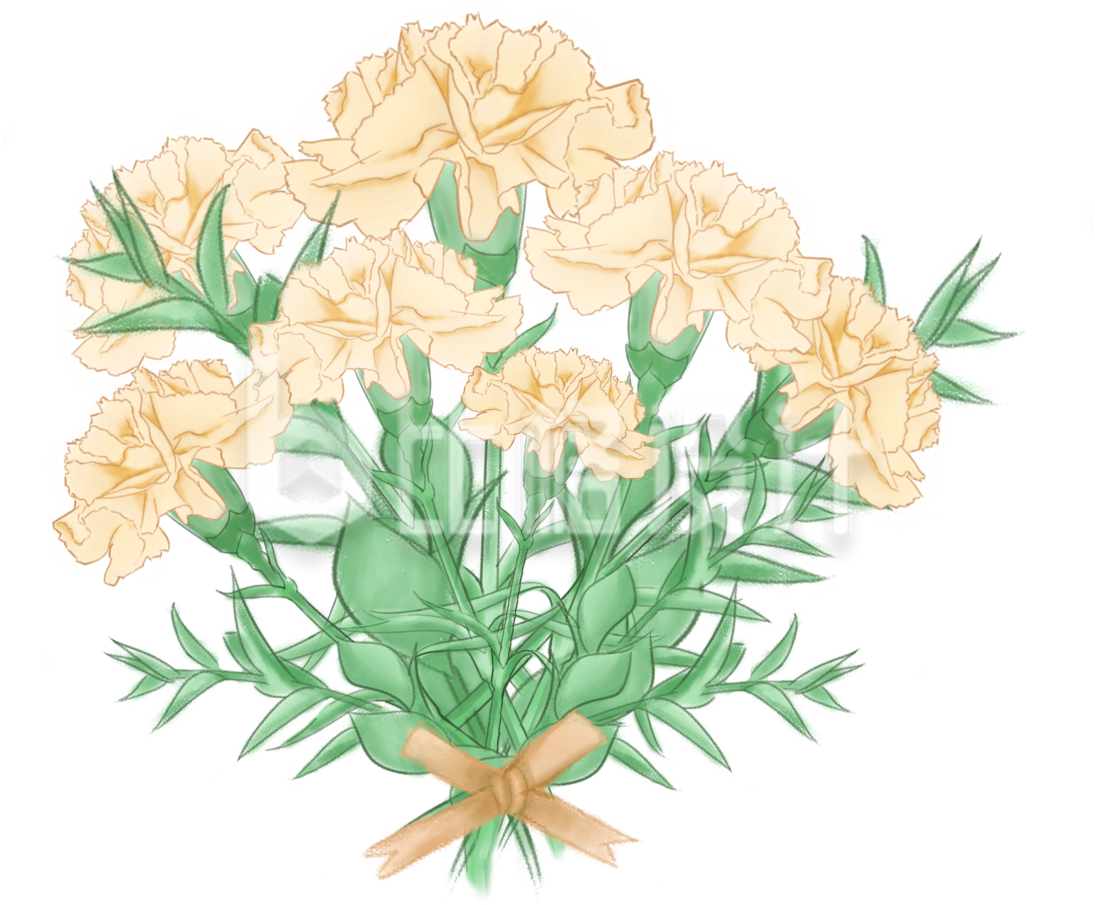手绘康乃馨鲜花束