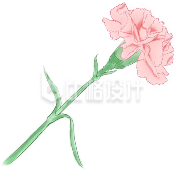 手绘粉色康乃馨