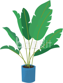 芭蕉盆栽