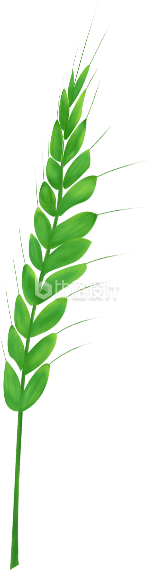 小麦