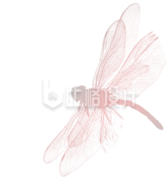 蜻蜓