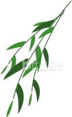 手绘绿叶柳叶