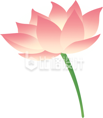 绽放的荷花